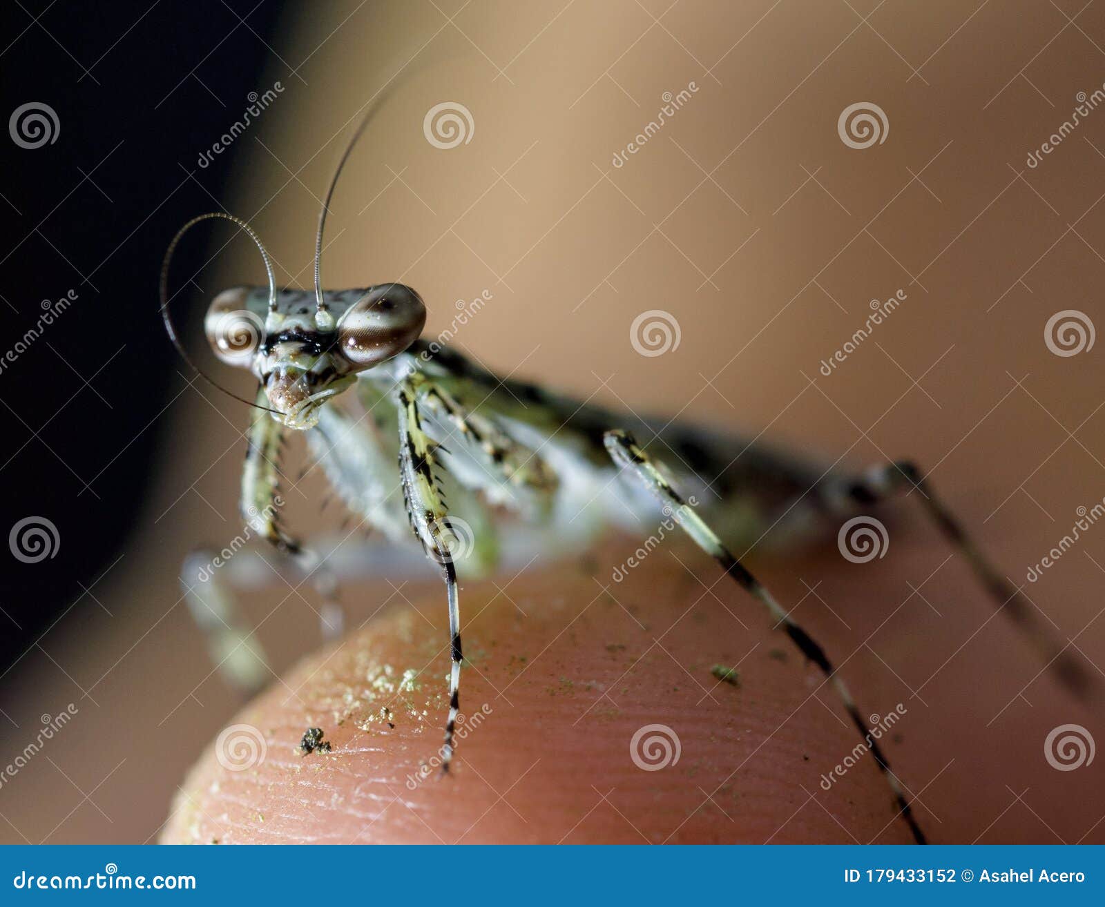 mantis religiosa insecto