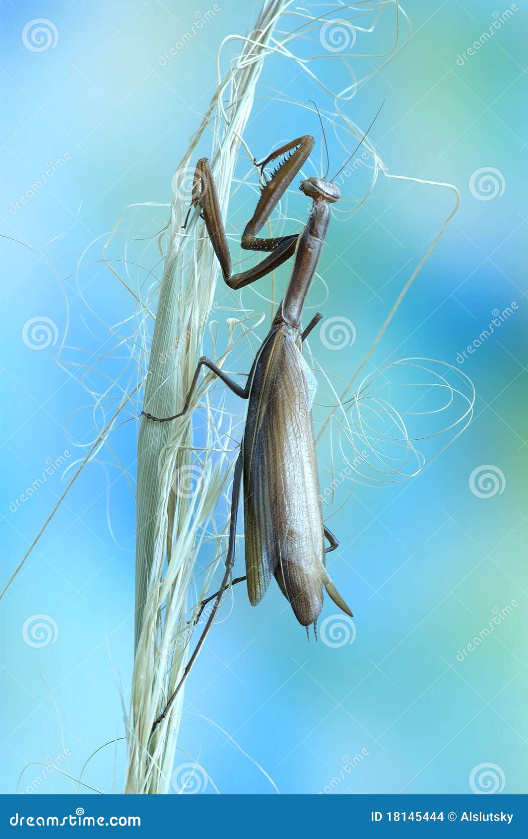 mantis religiosa (male)