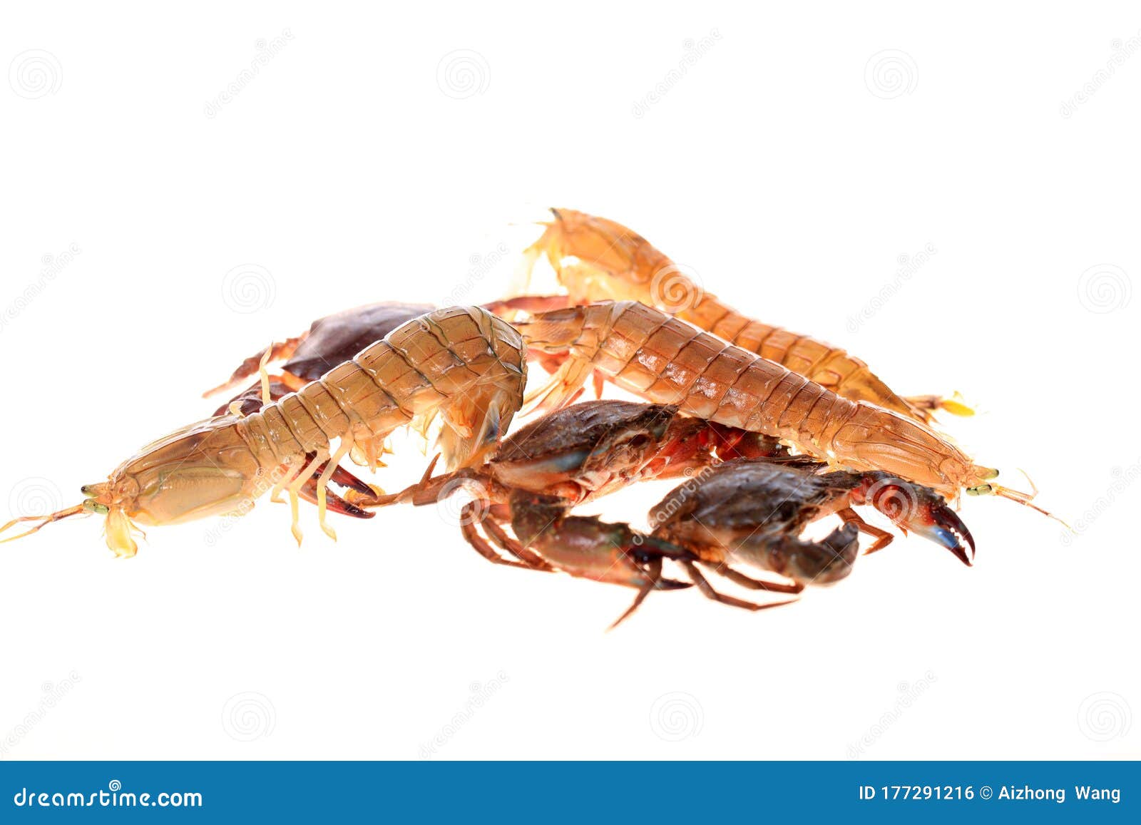 Mantis shrimp and crabs stock photo. Image of animal 177291216