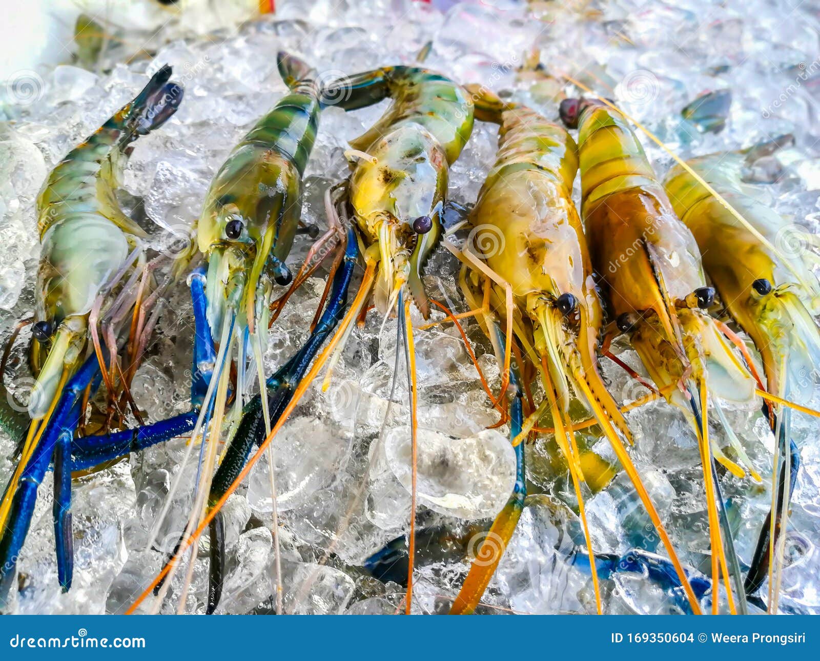 Mantis Shrimp with Ice in Market for Sale Stock Photo Image of