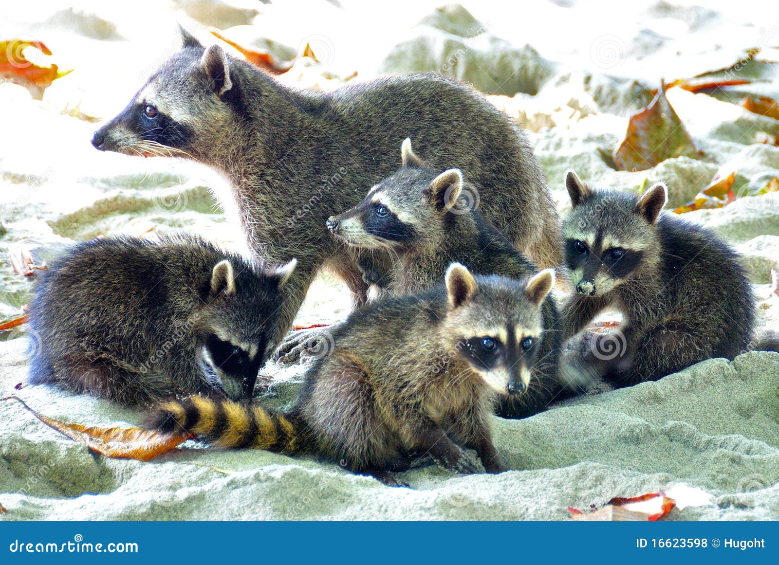 manuel antonio raccoons, costa rica