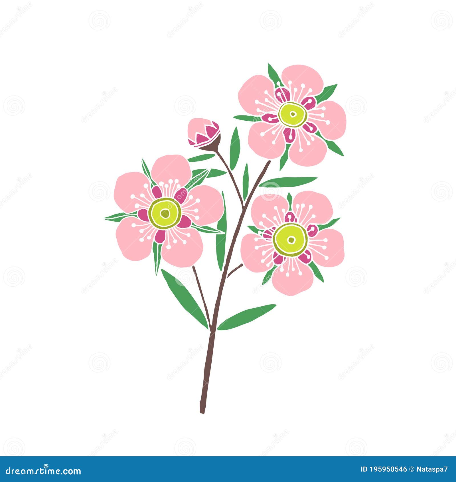 Manuka Honey Branch, Leaves and Flower. Stock Vector - Illustration of  leptospermum, leaf: 195950546
