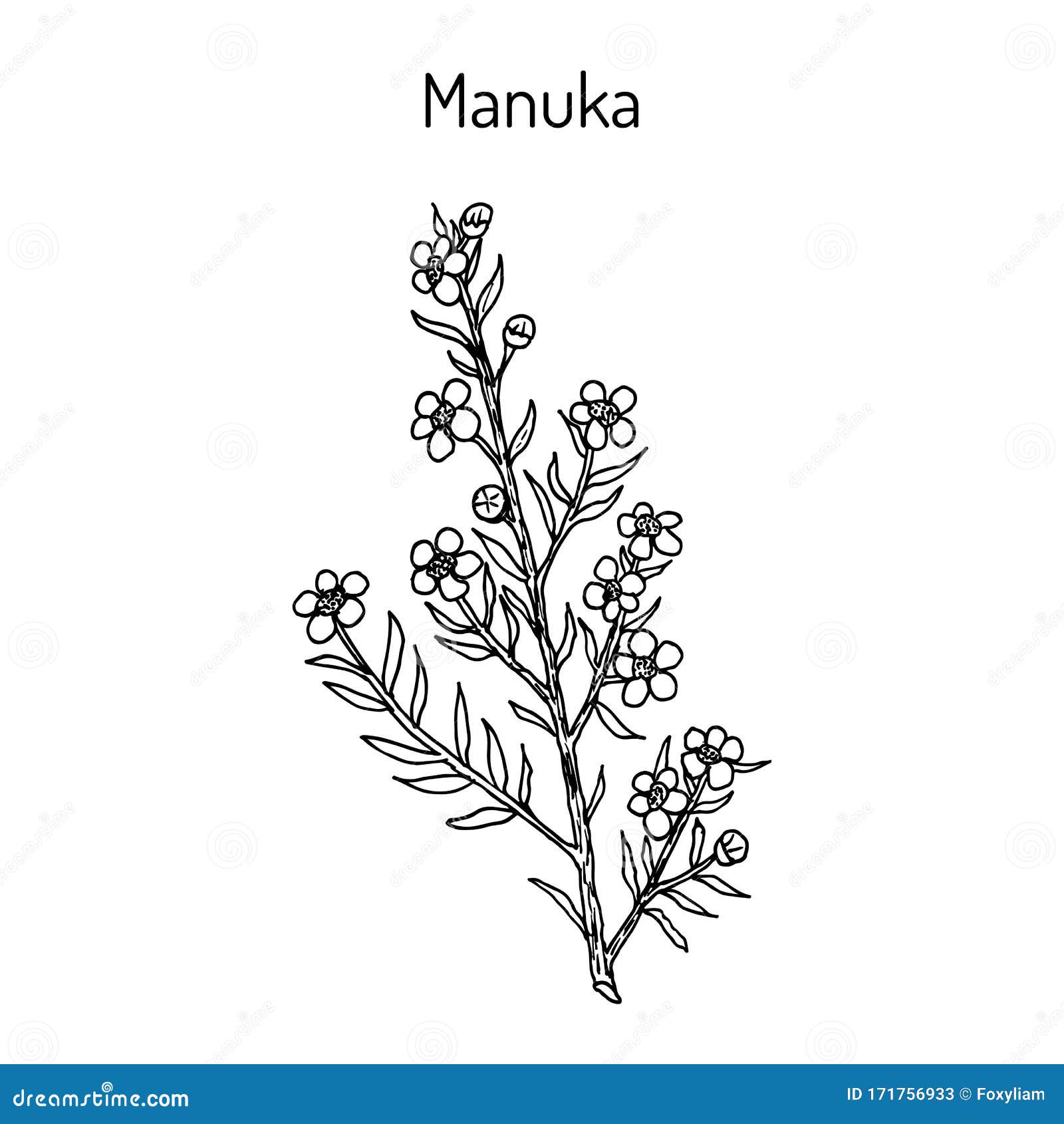 manuka leptospermum scoparium , medicinal plant