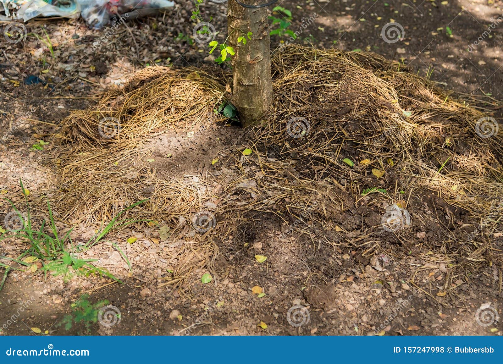 Manure From Cow Dung Under The Tree Stock Photo Image Of Image