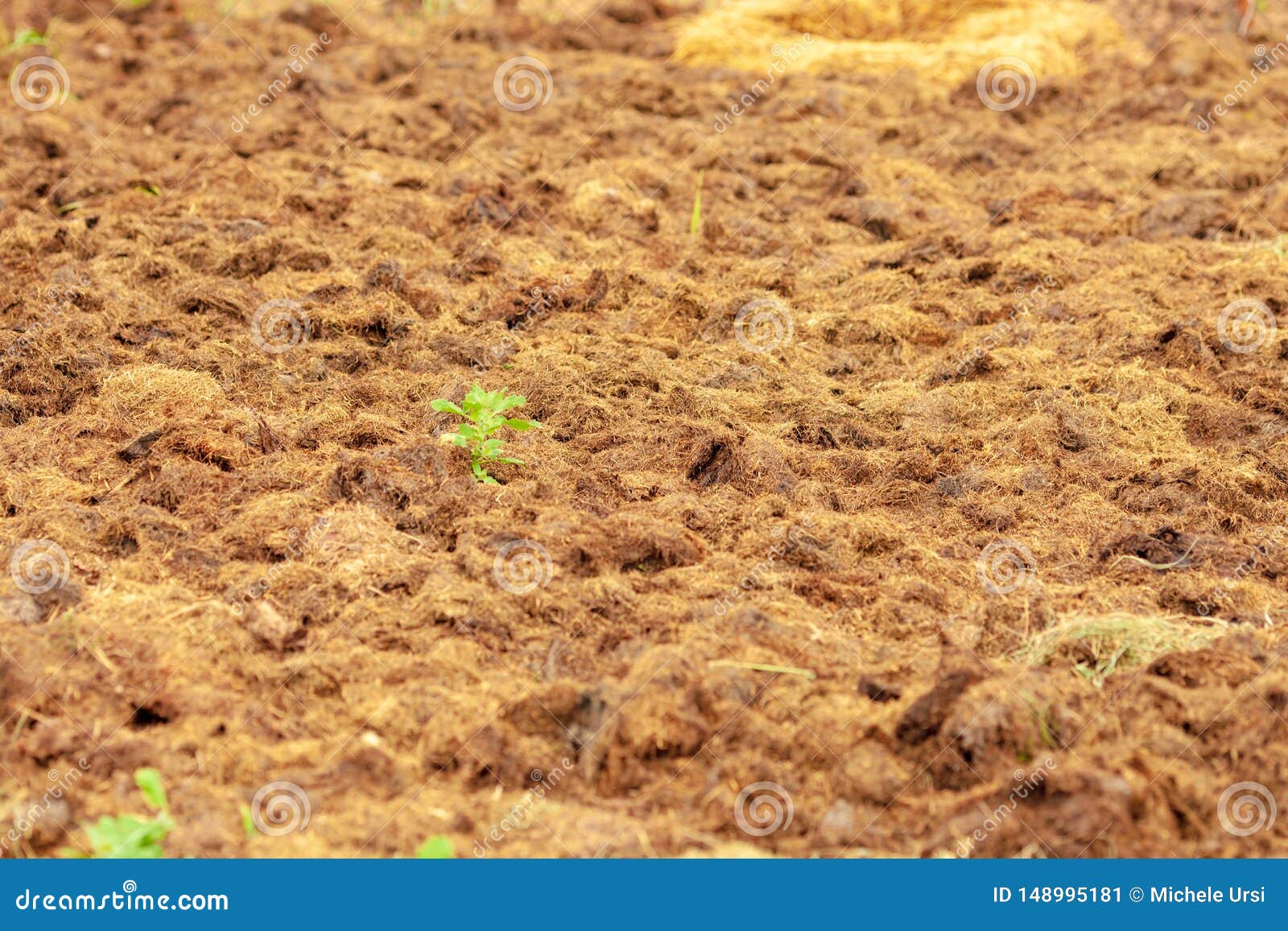 Manure From Cows On An Agricultural Field A Pile Of Natural