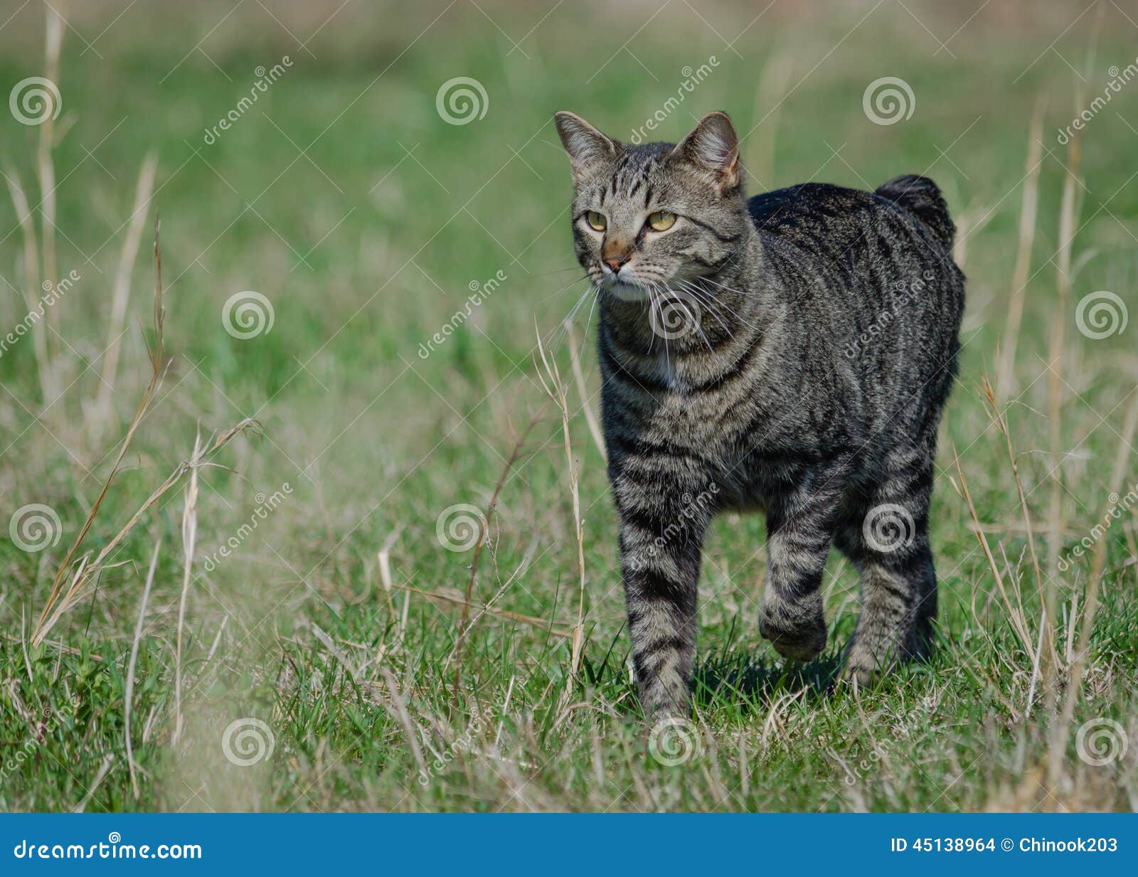 Manx Cat Out For A Stroll Stock Photo - Image: 45138964