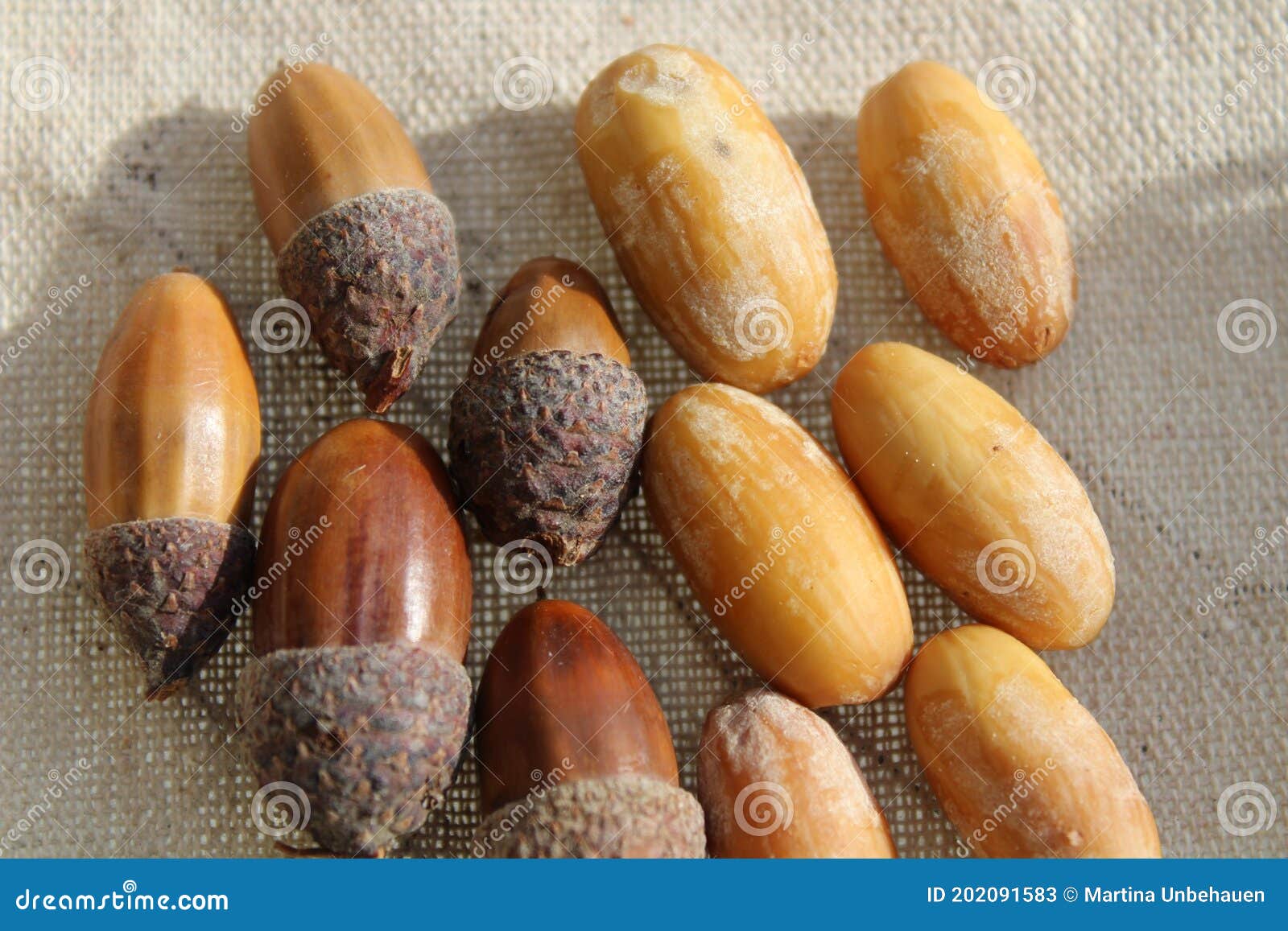 Many acorns and many seeds stock image. Image of fruit 202091583