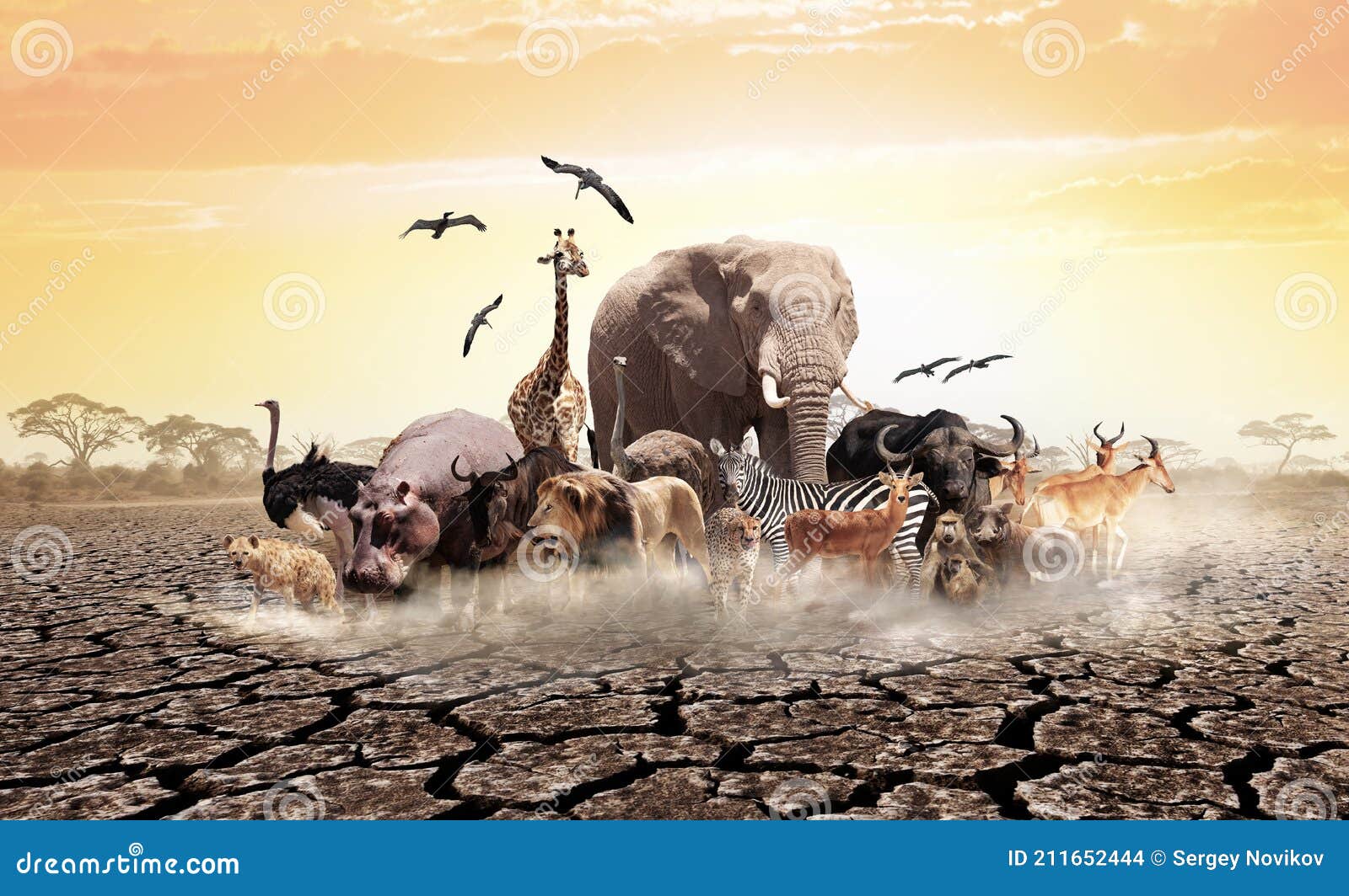 Many African Animals on Drought Desert Soil Stock Photo - Image of cheetah,  zebra: 211652444