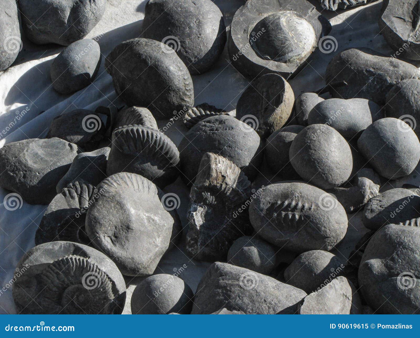 Many Ancient Stone Fossils of Nepal Stock Image Image of design, detail 90619615