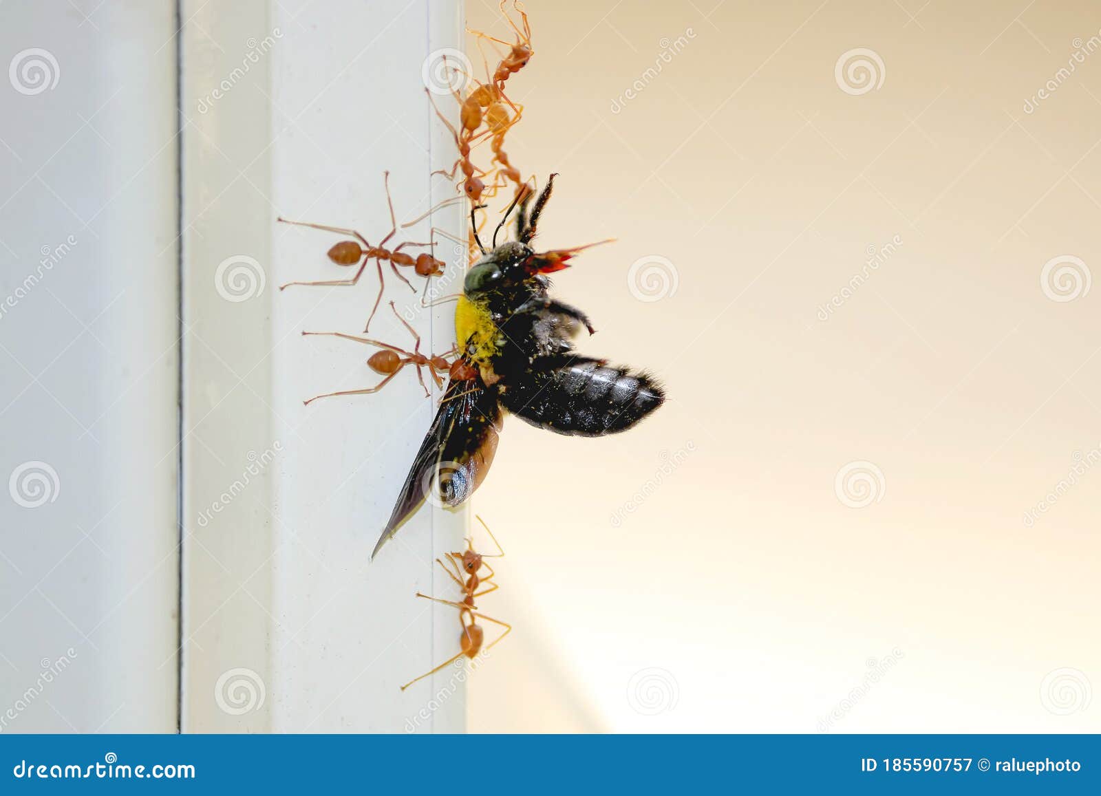Many Ants are Dragging Large Insects and Eating, Concepts of Unification Stock Image Image of