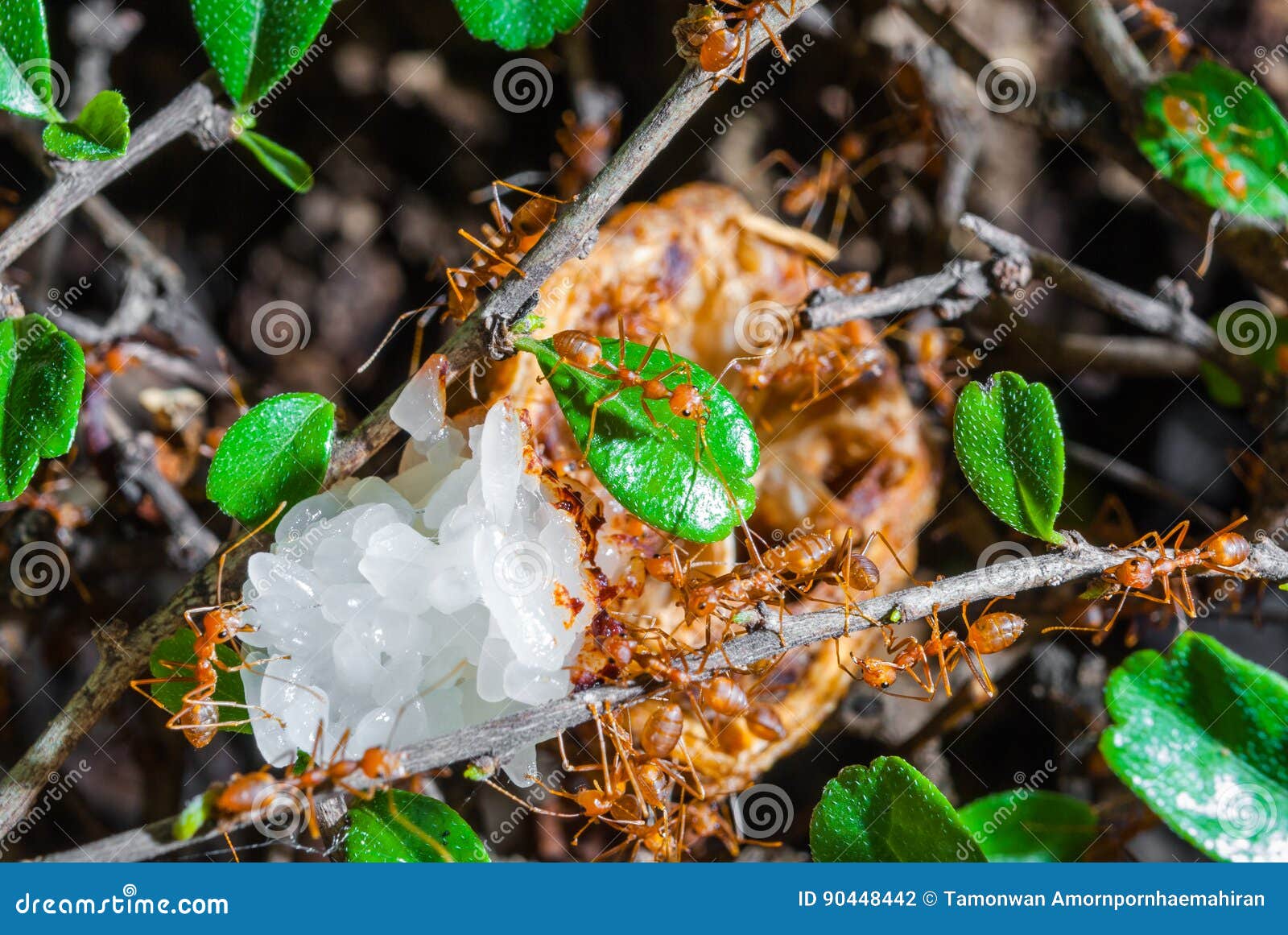 Many Ants Eating Sticky Rice on Tree Stock Photo Image of trash, rice