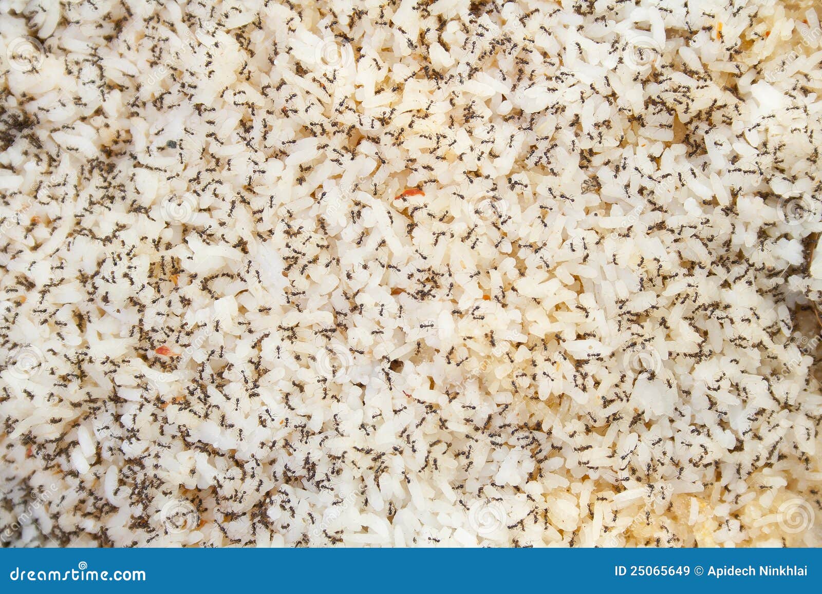 Many Ants Finding Their Food Stock Image Image of ground, floor 25065649