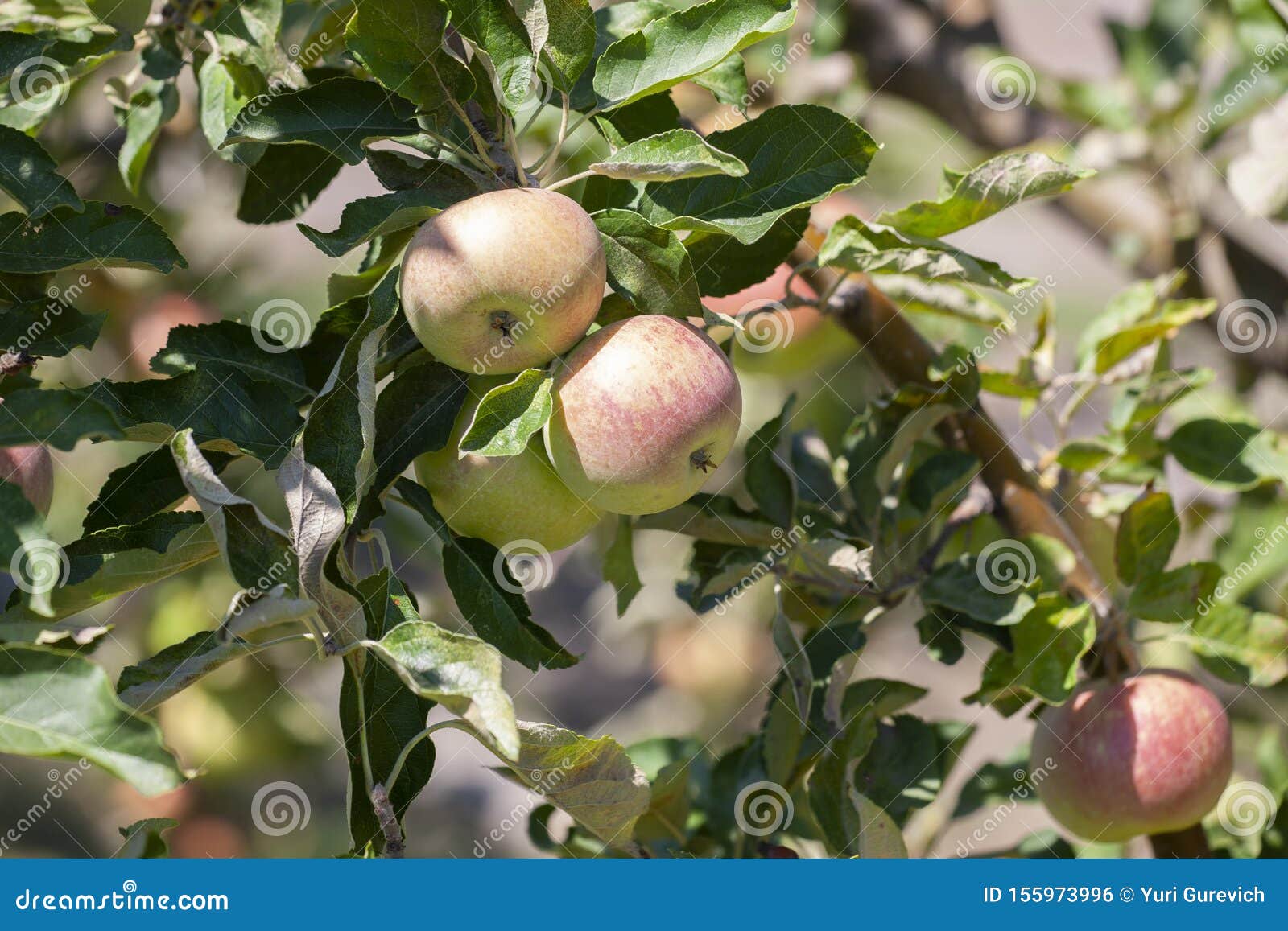 Many Apples on the Trees Mature, Closeup Stock Photo Image of