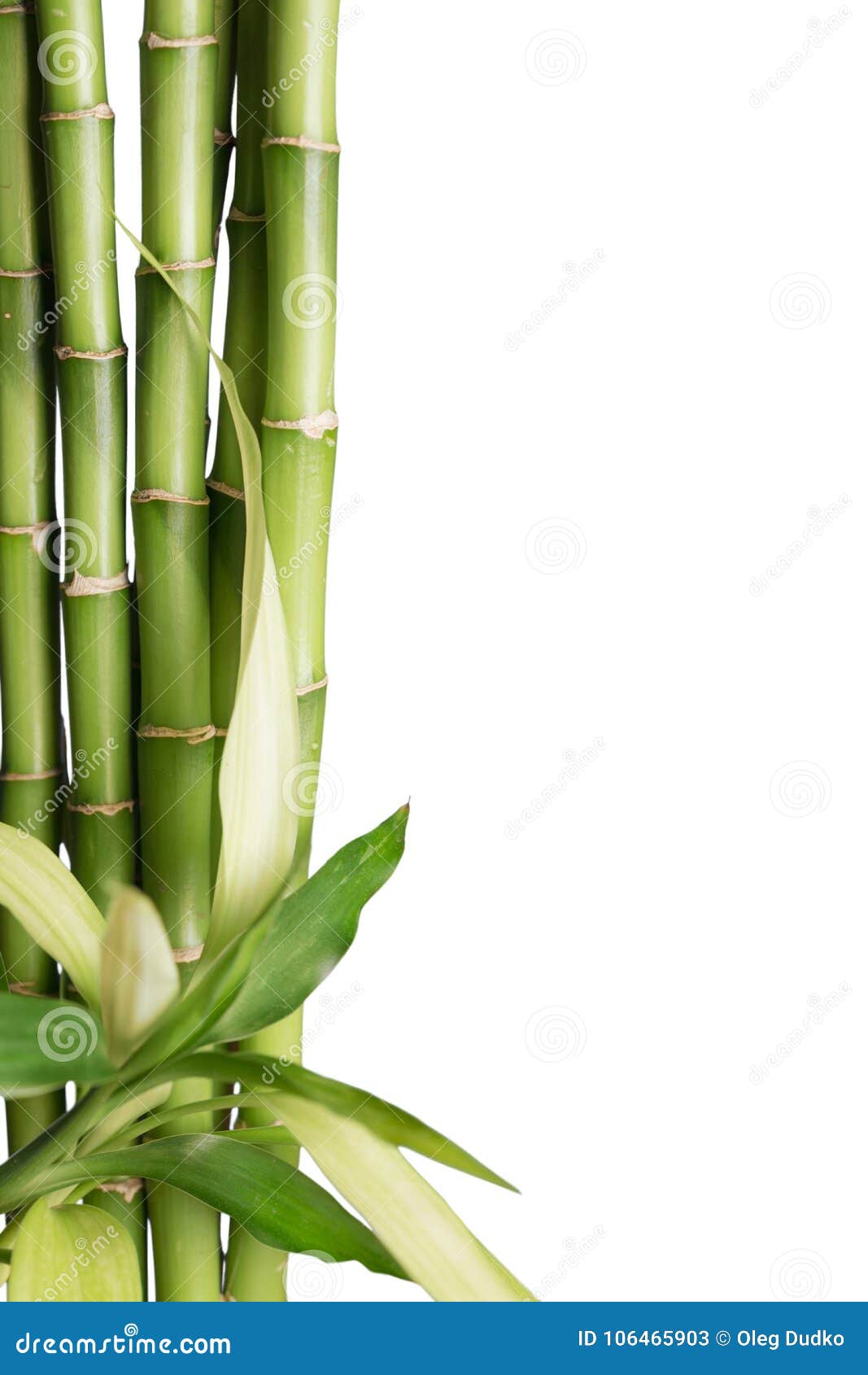 Many Bamboo Stalks on Background Stock Image - Image of close, abstract ...