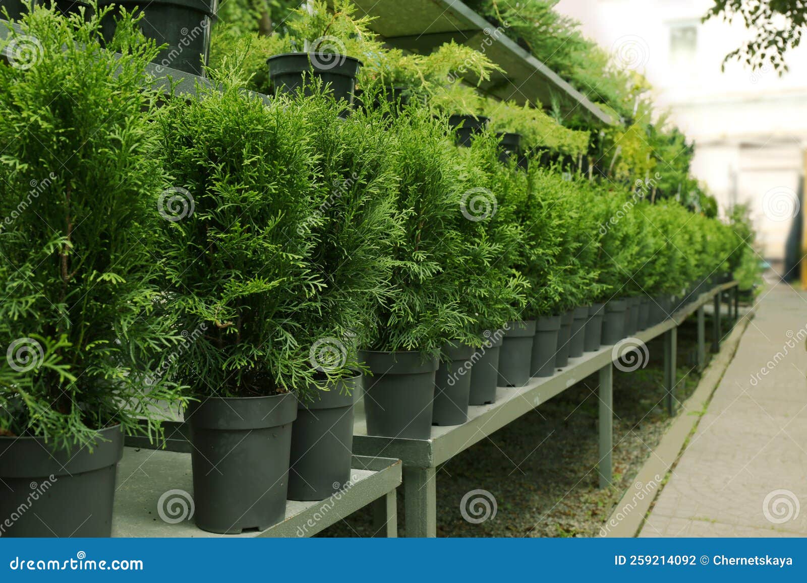 Many Beautiful Potted Evergreen Thuja Trees on Racks Outdoors Stock