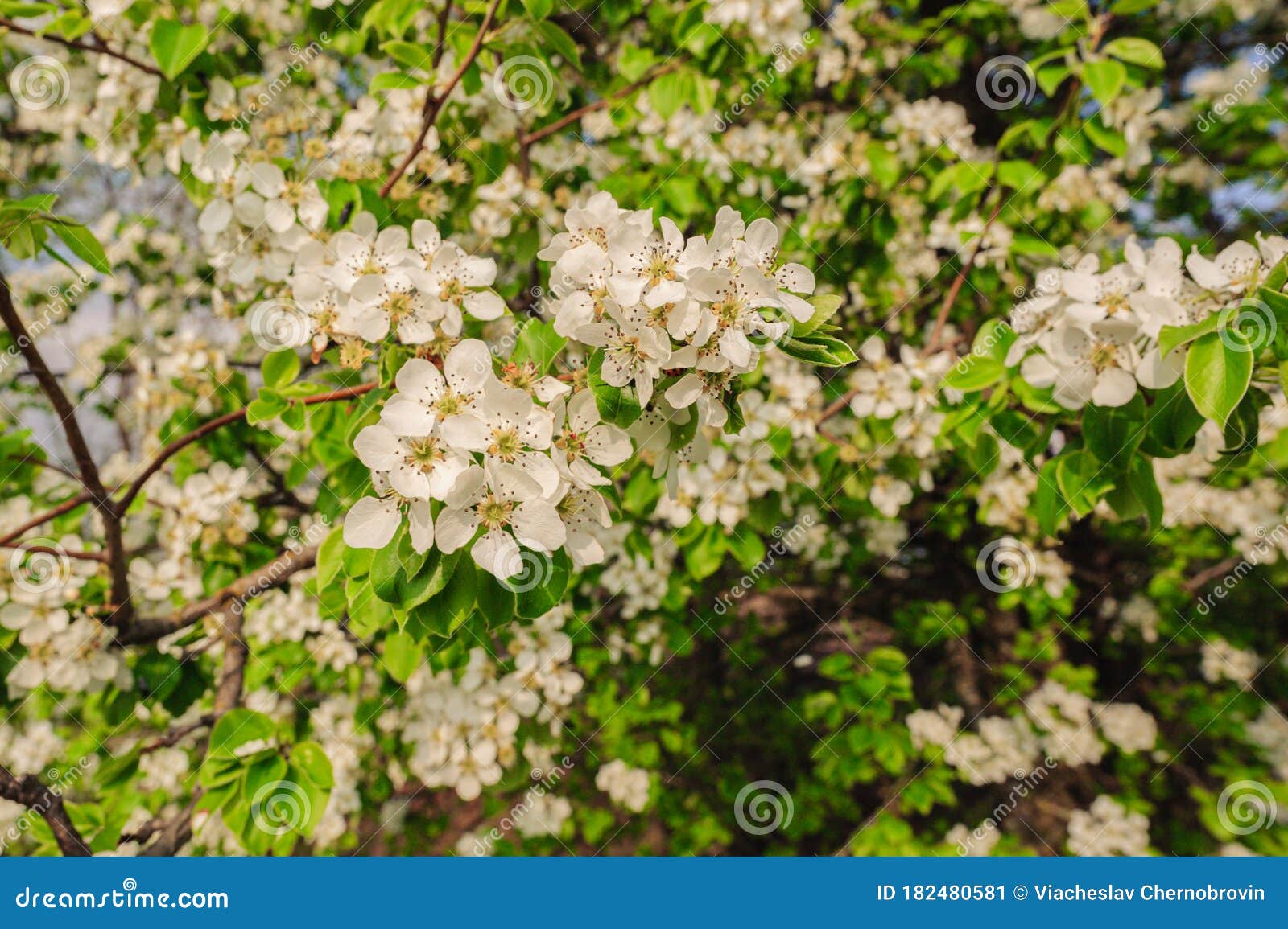 White Flowers of Apple Tree with Leaves and Branches Stock Image