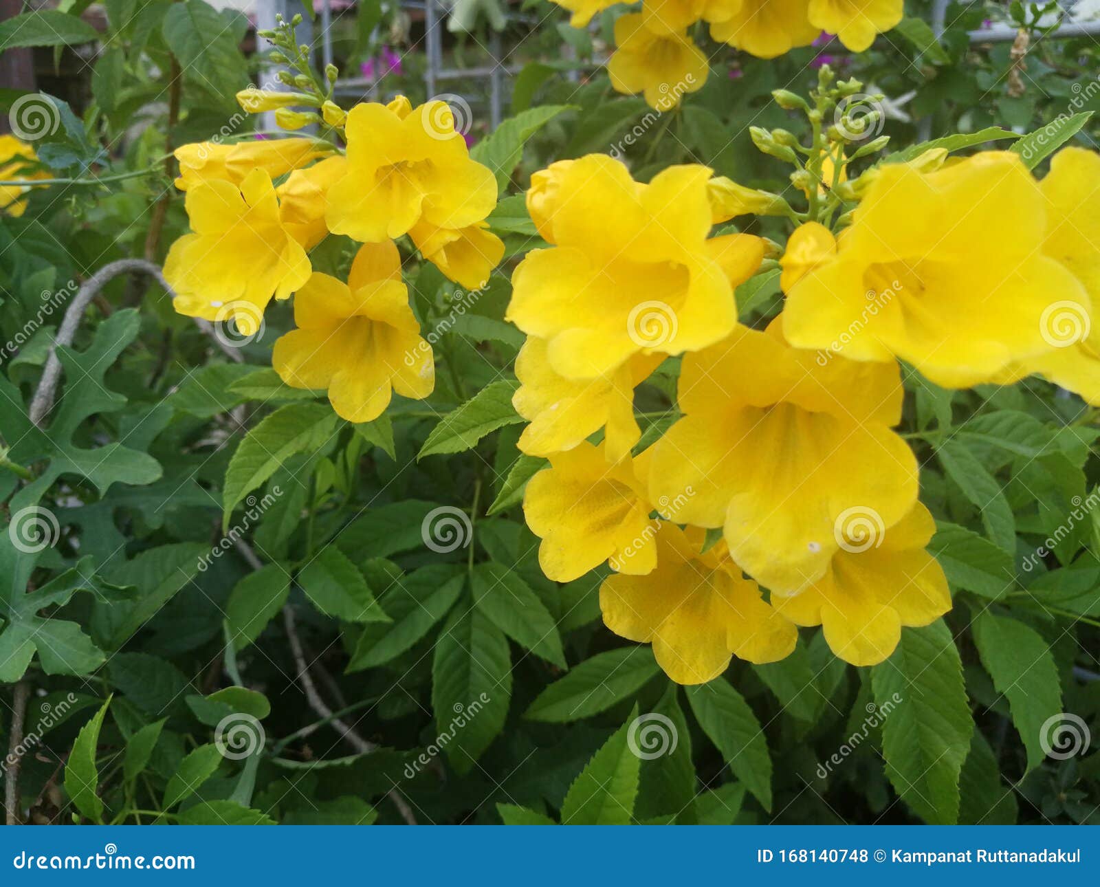 Many Beautiful Yellow Gold Flowers Stock Photo Image of flowers, beautiful 168140748
