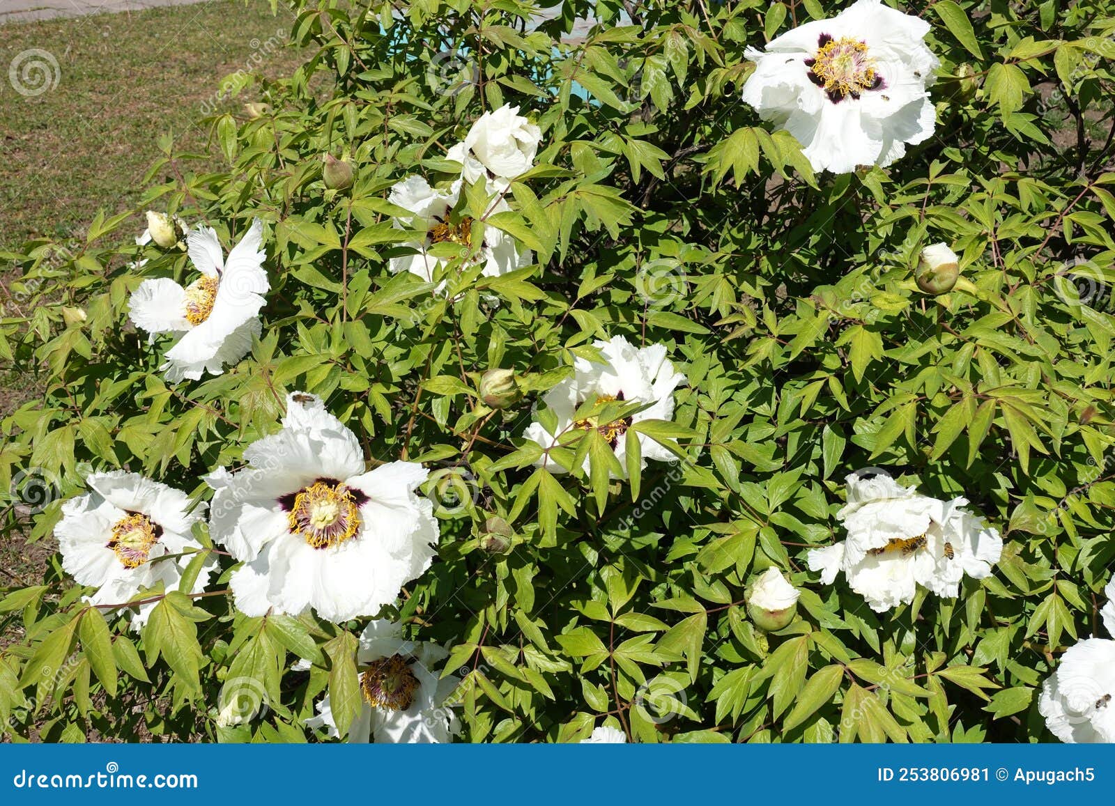 Many Big White Flowers in the Leafage of Tree Peony Stock Image Image