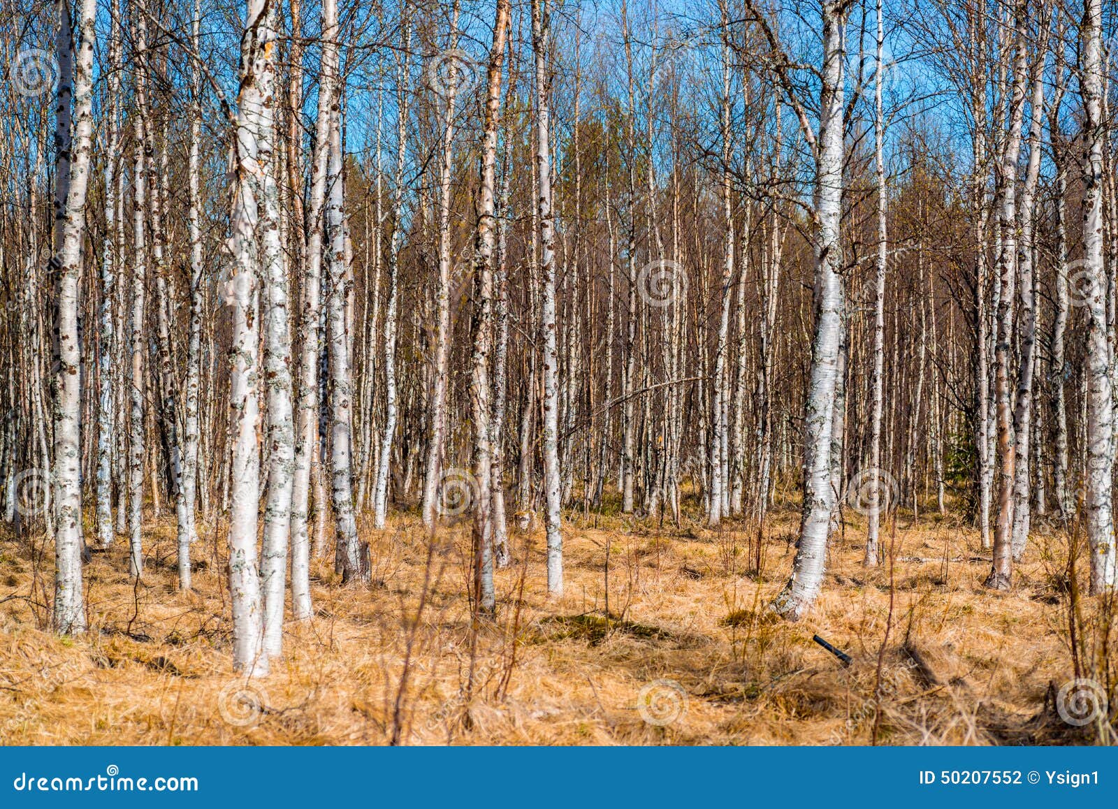 Many Birch Trees without Leaves in Spring Stock Photo - Image of ...