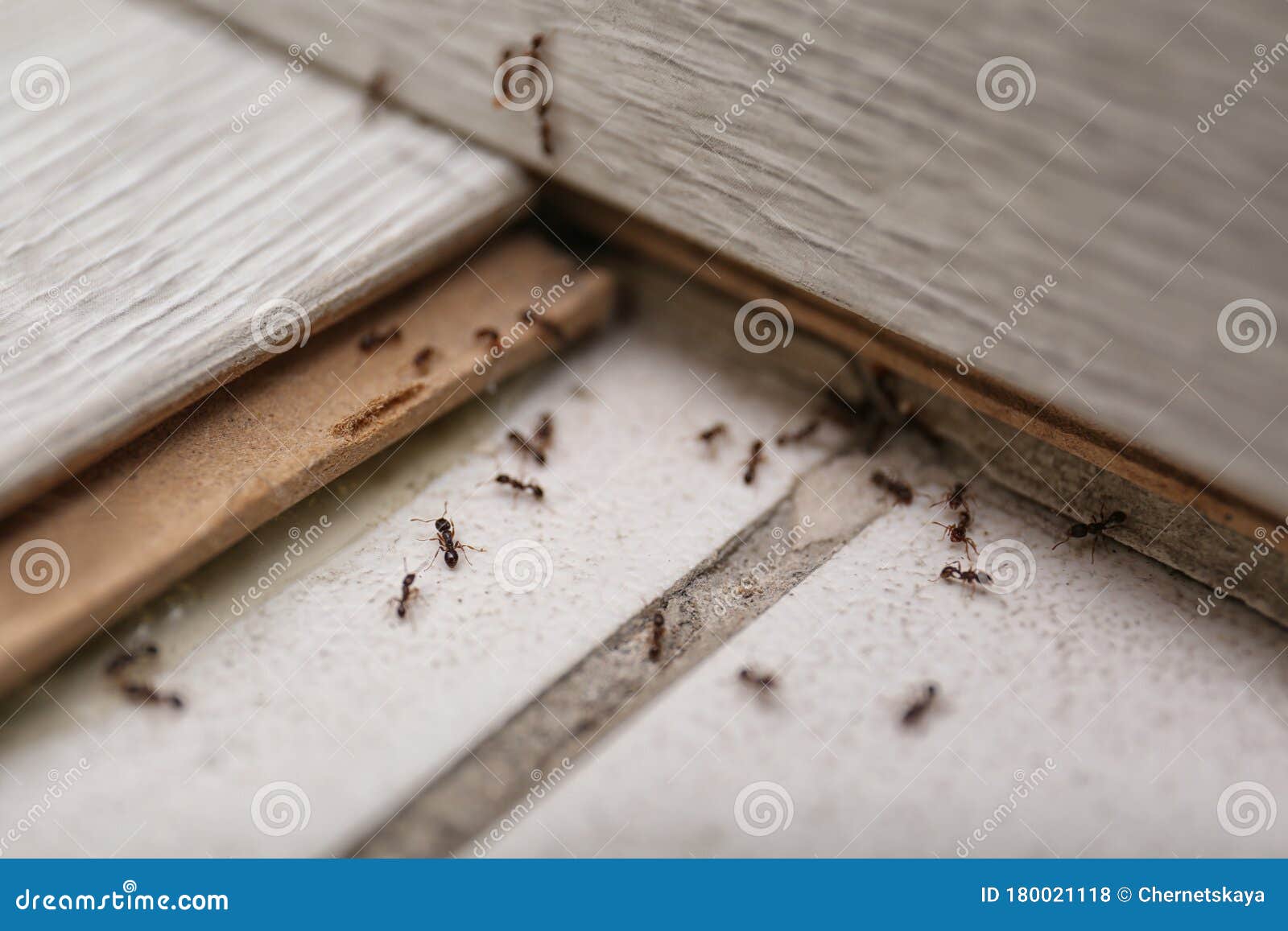 many black ants on floor. pest control