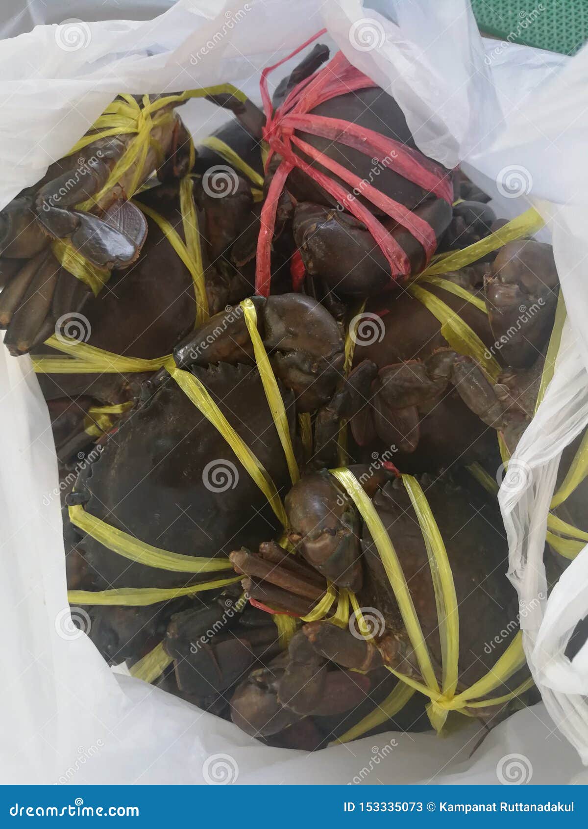 Many Black Sea Crabs are Tied in a Plastic Bag. Stock Image Image of