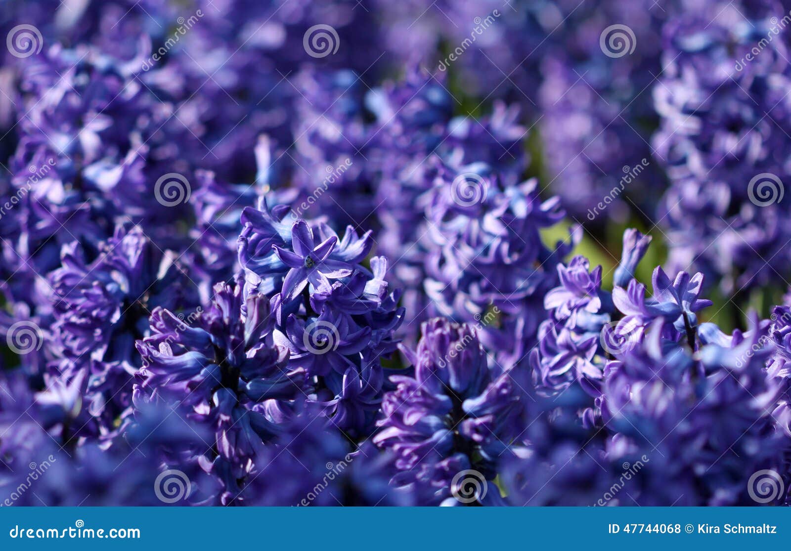 Many Blue Hyacinths Growing Under the Sunlight in the Park Stock Photo