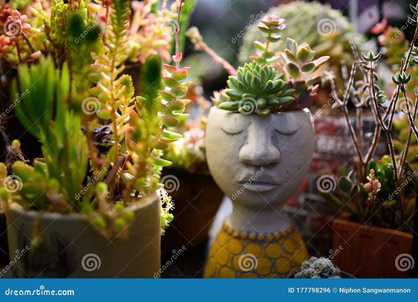 Many Cactus Plants in Pots are Arranged and Colorful Stock Photo ...