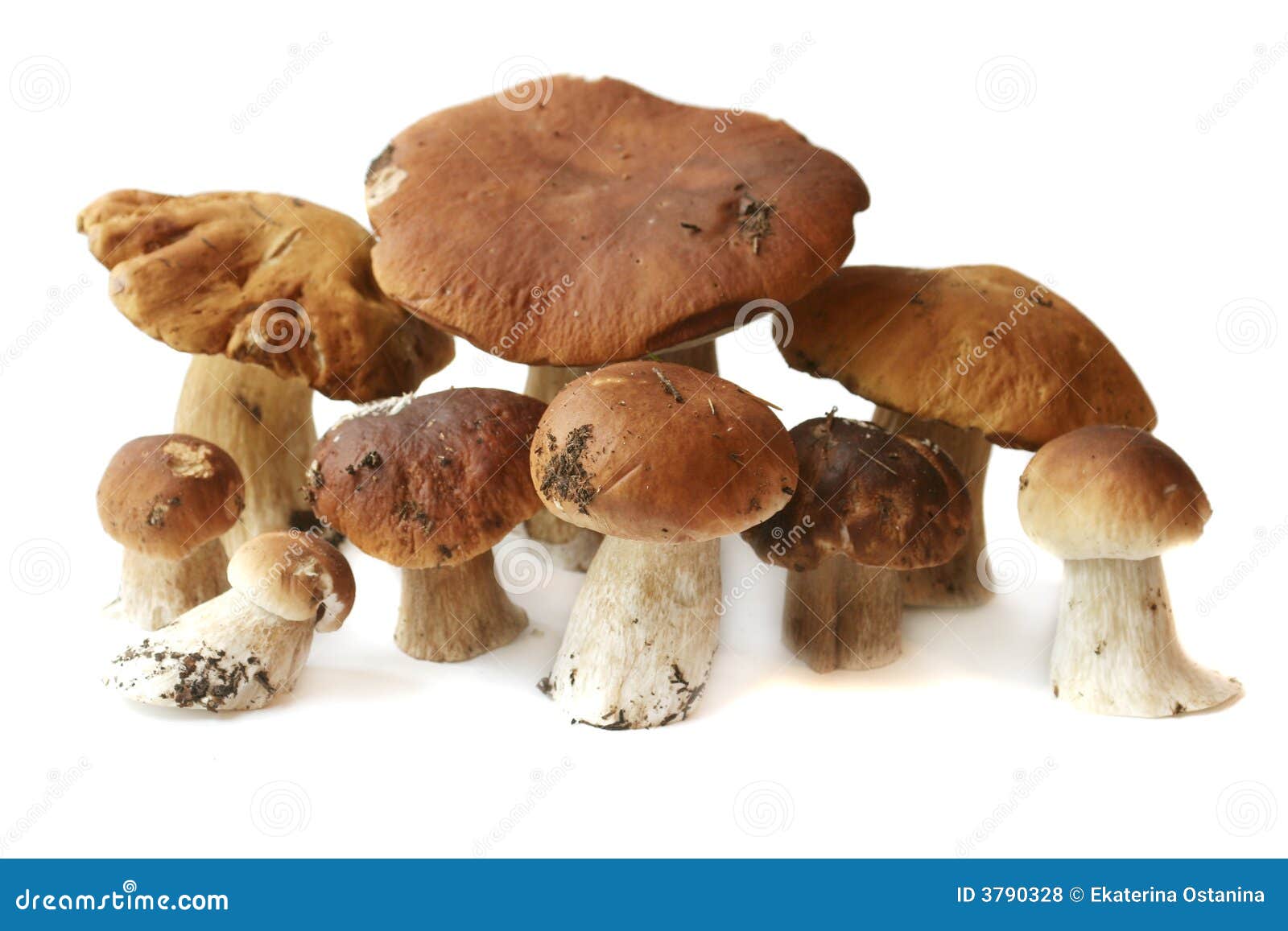 many ceps are 