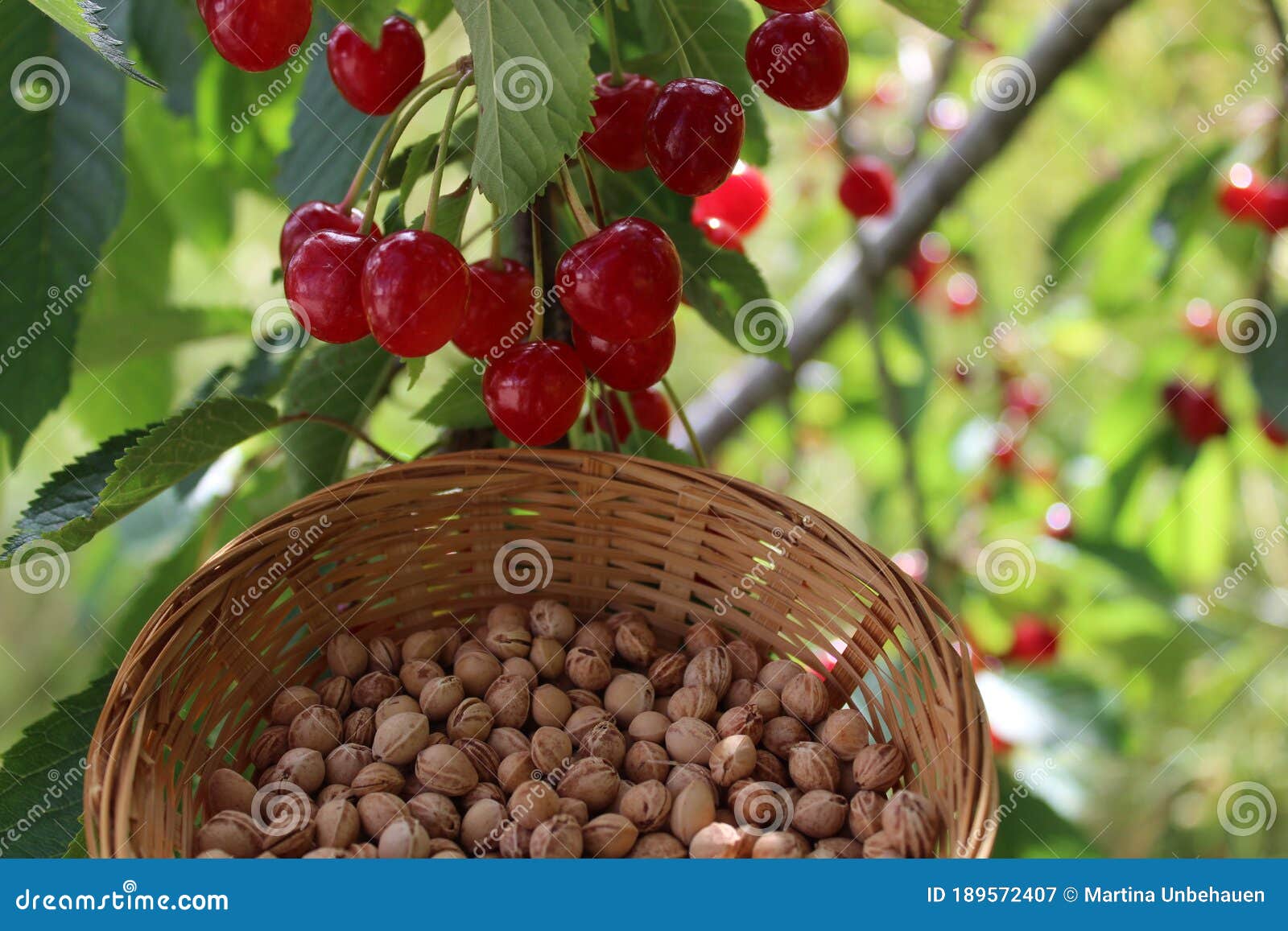 Many Cherry Pits and Cherries Stock Image Image of pillows, pits