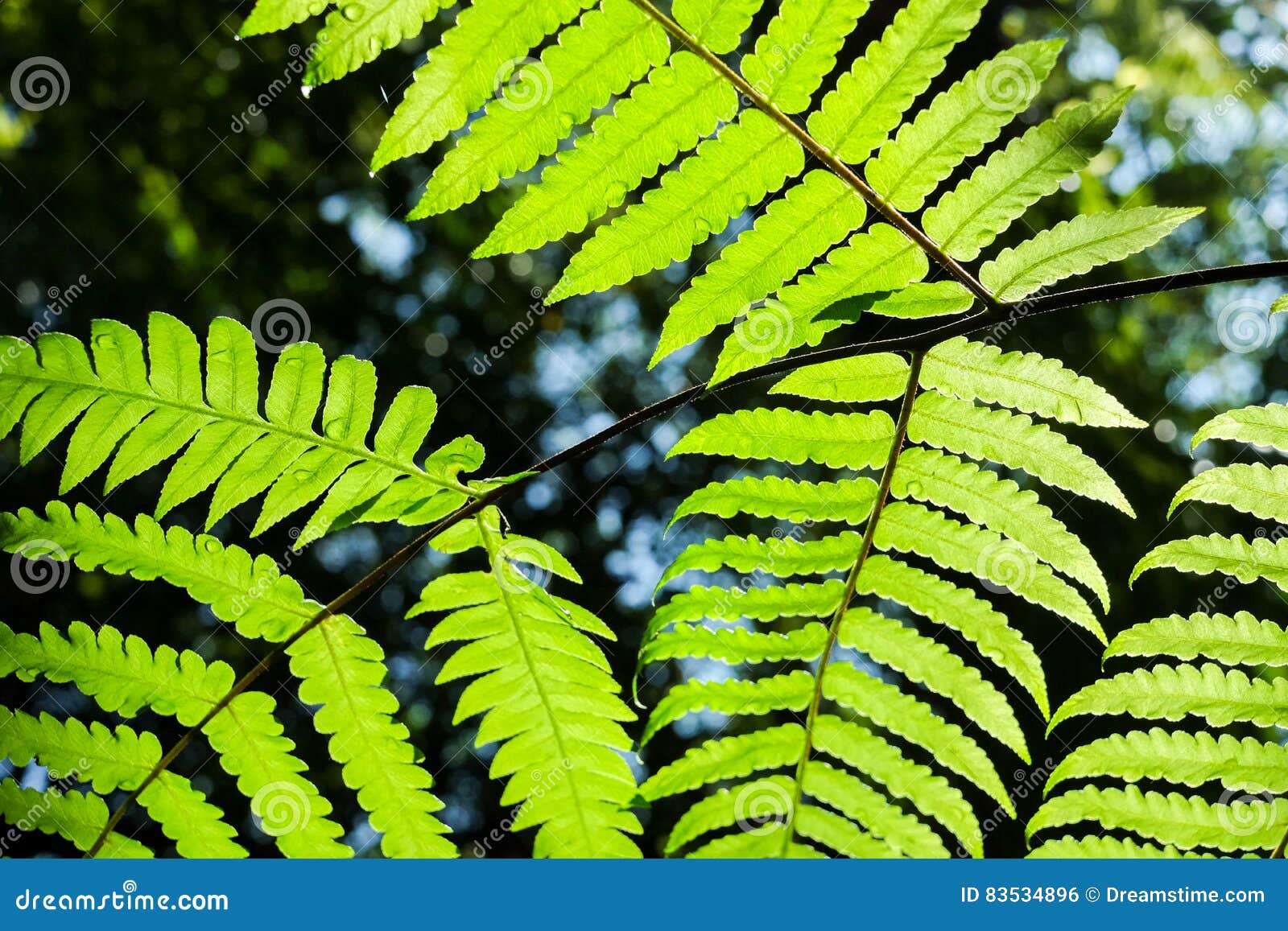 Many Classified Plant SpeciesFern, Moss,Sphagnum Moss at Upper Stock