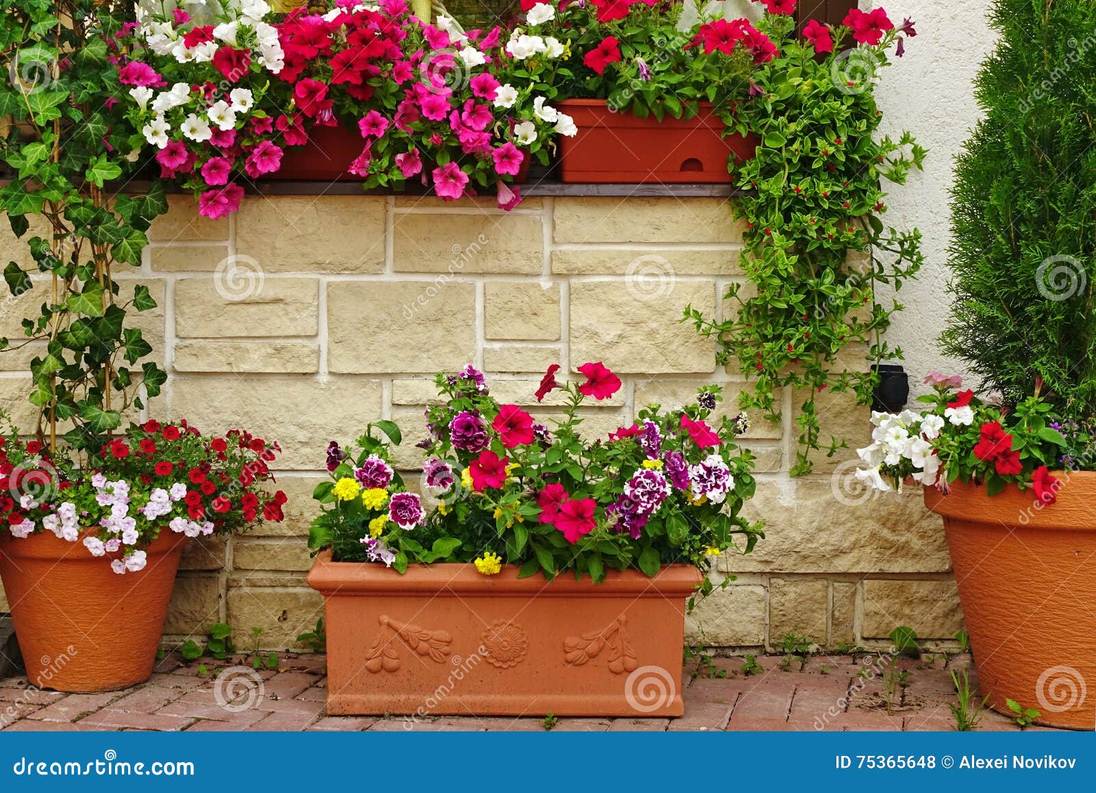 many clay flowerpots with blooming plants at stone wall