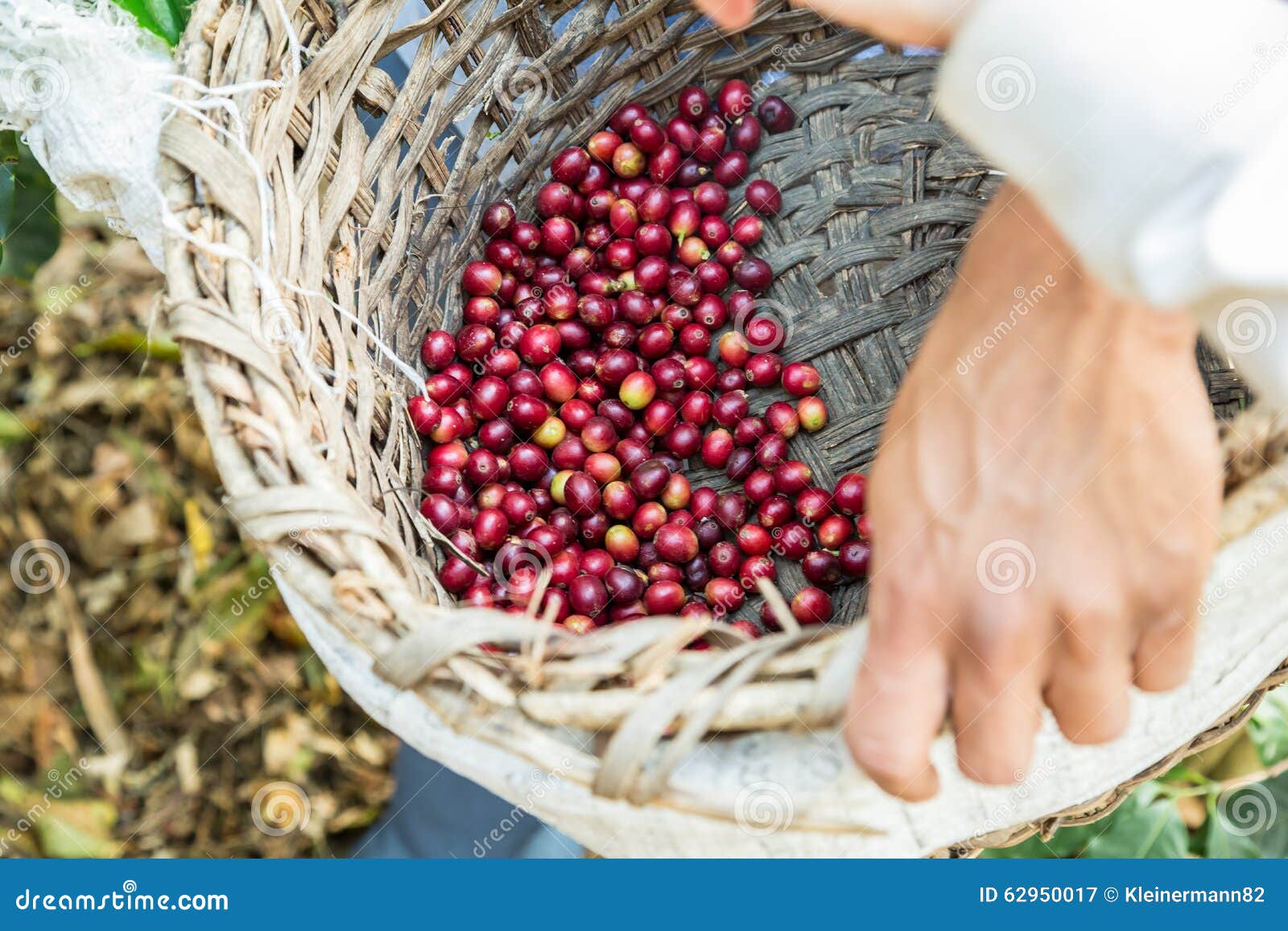 Many Coffee Cherries in a Basket Stock Image Image of background