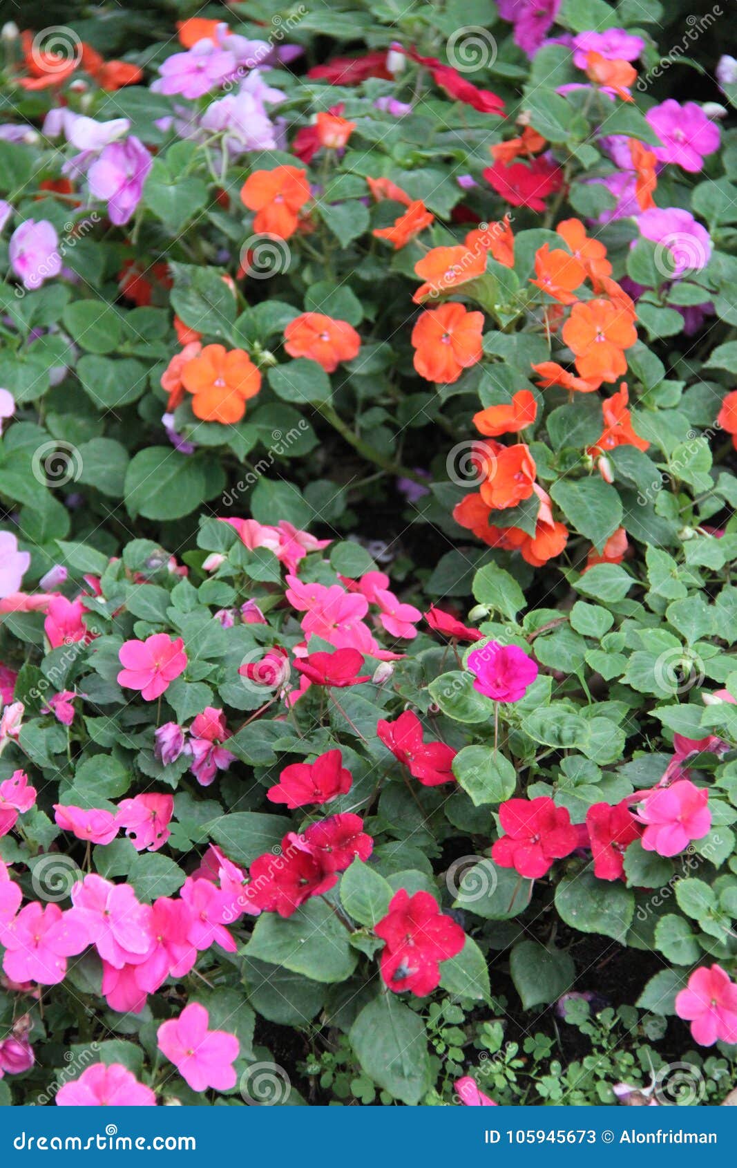 Impatiens Balsamina Colorful Flowers Stock Image - Image of impatiens,  garden: 105945673