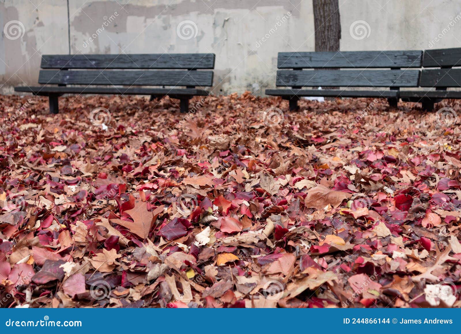 colorful leaves on the ground during autumn in front of park benches at hoyt playground in astoria queens new york