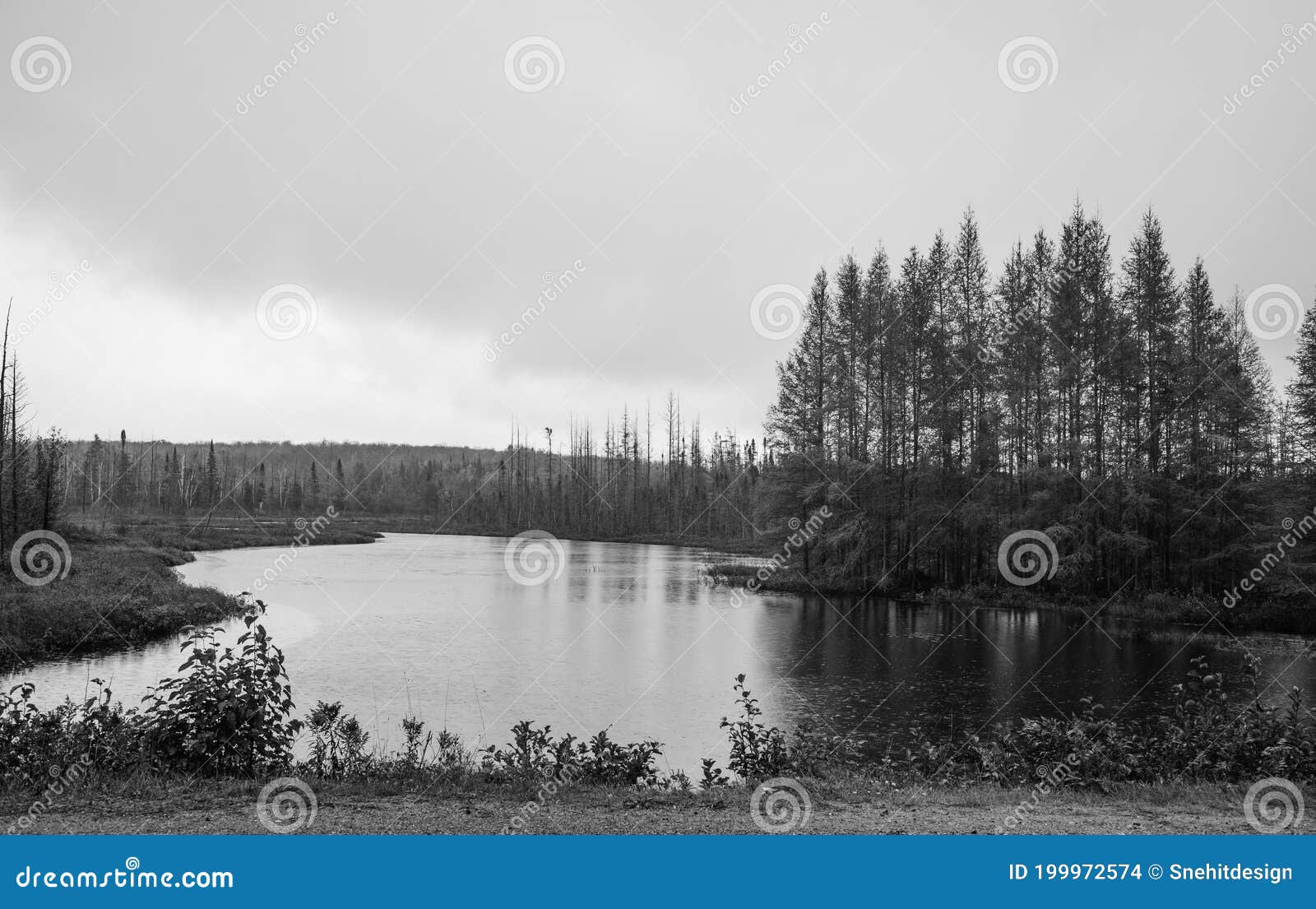 many conifers trees by the lake in monochrome