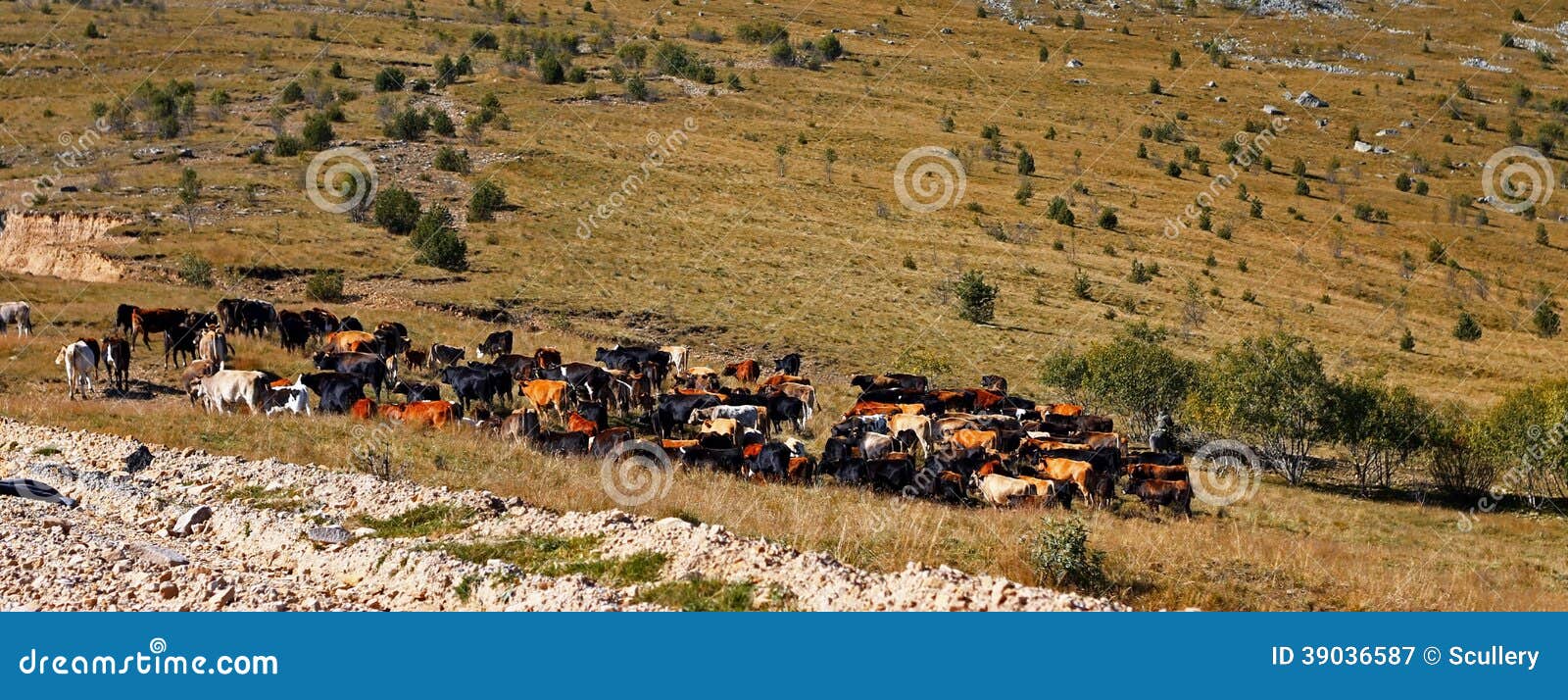 Many Cow On The Caucasus Mountain Grassland Stock Image Image Of