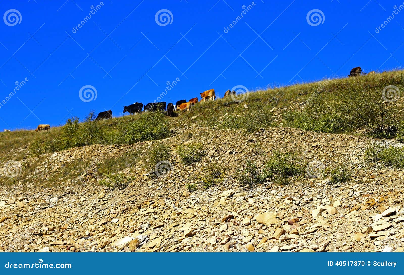 Many Cows On The Caucasus Mountain Grassland Stock Photo Image Of