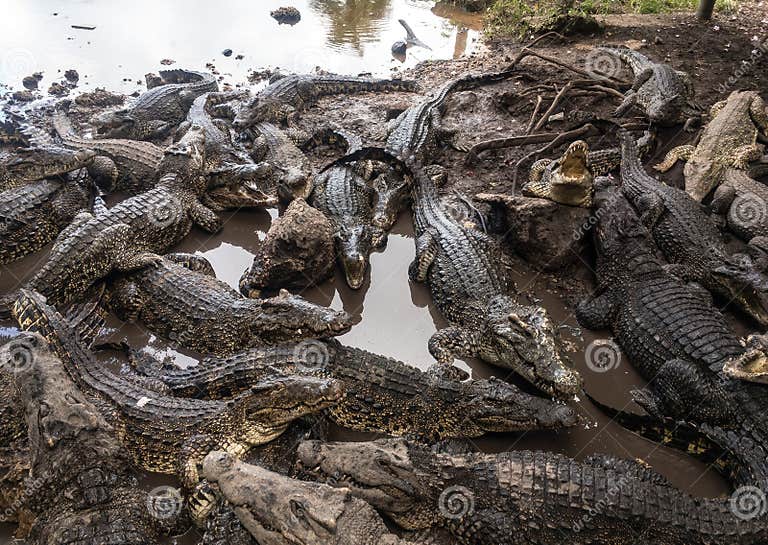 Many Cuban Crocodiles (Crocodylus Rhombifer) in a Muddy Water Stock