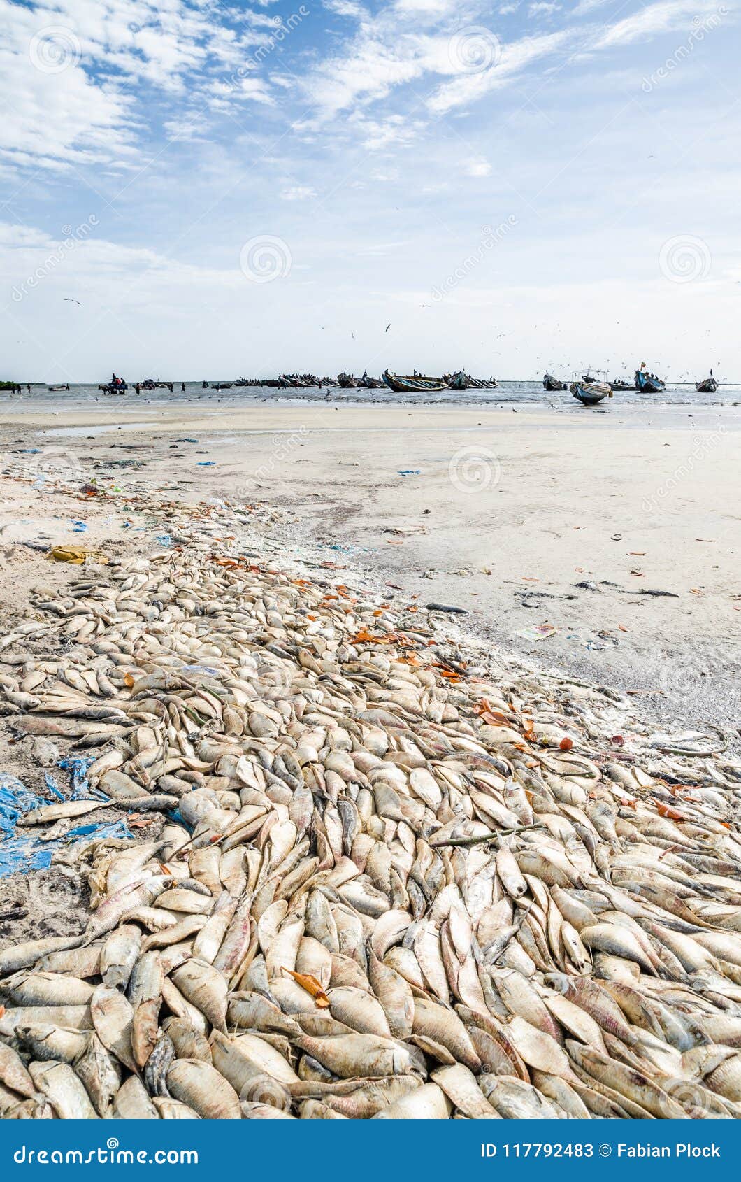 many dead fish laying on beach with wooden fishing boats in background at senegalese coast, palmarin, sine saloum delta