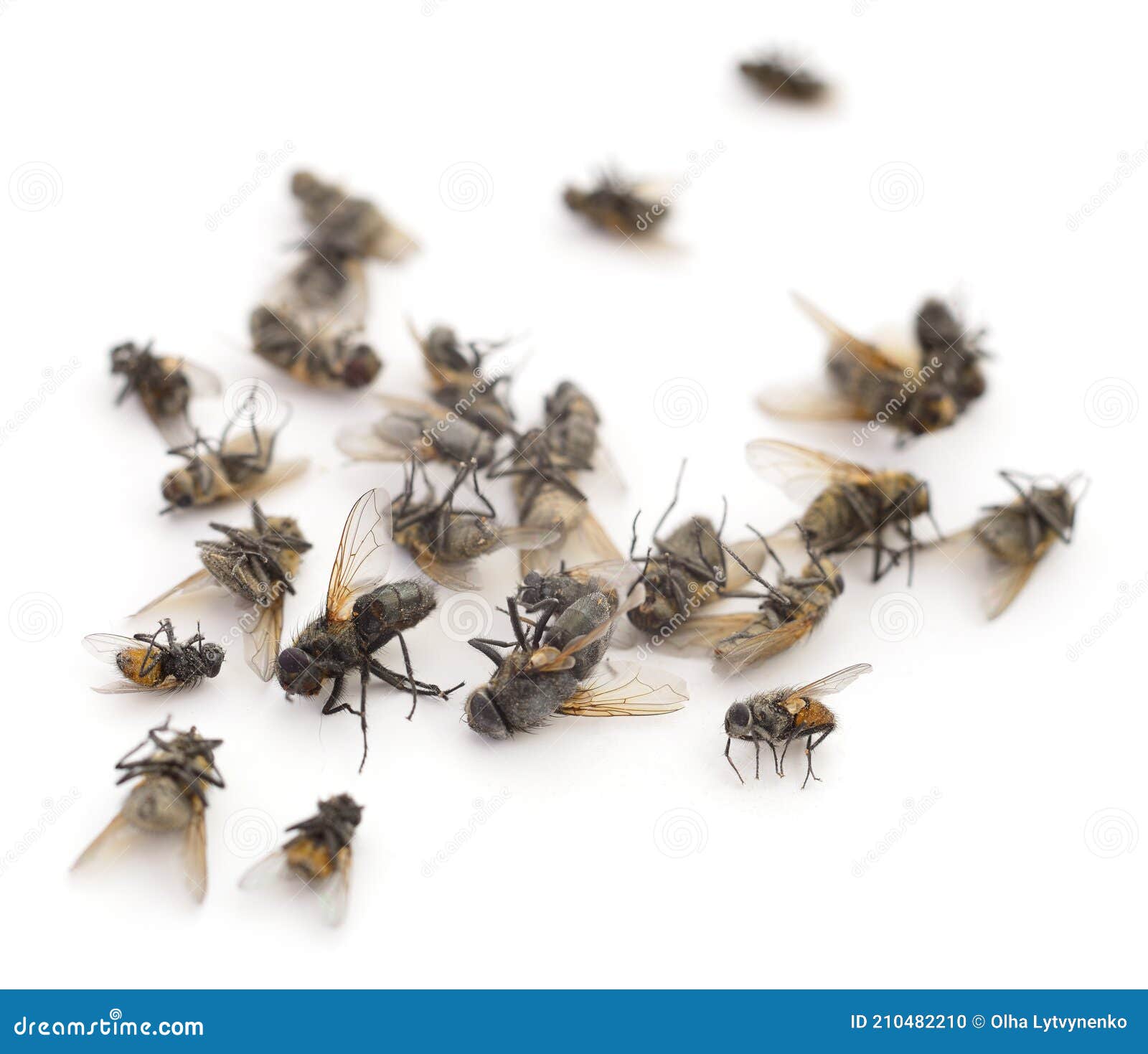 Many dead flies isolated stock photo. Image of animal 210482210