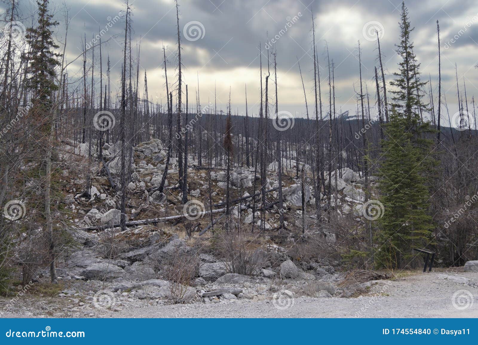 dead trees destroyed by forest fire, canada
