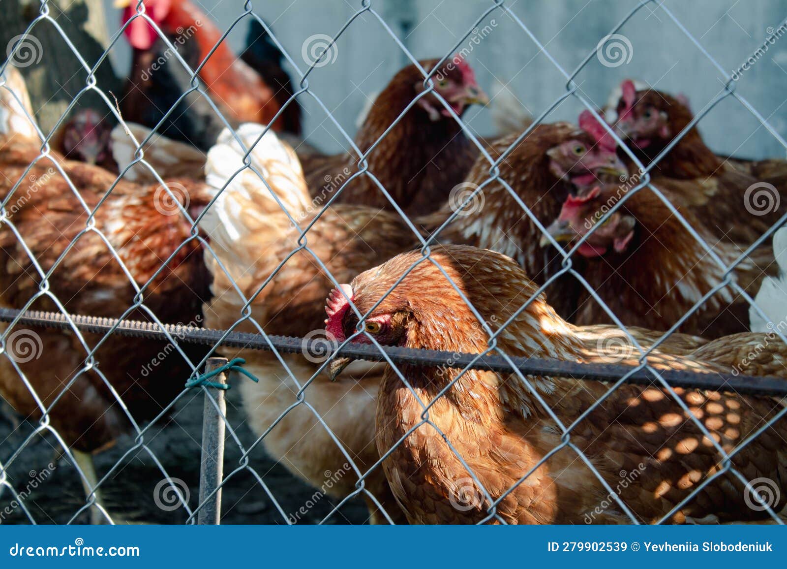 Many Different Chickens in the Fence at the Farm Stock Image Image of
