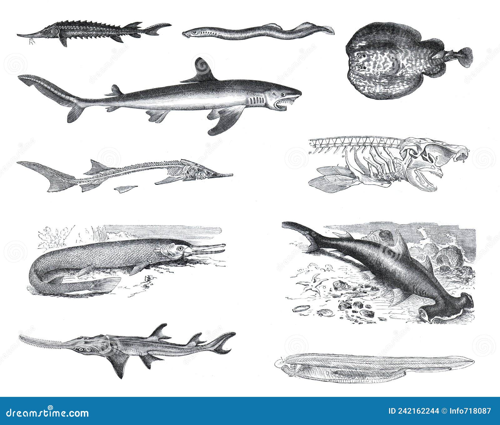 many different fish collection like sharks, zygaena malleus, pristis antiquerum, lepidosteus osseus, squalus carcharias, torpedo m