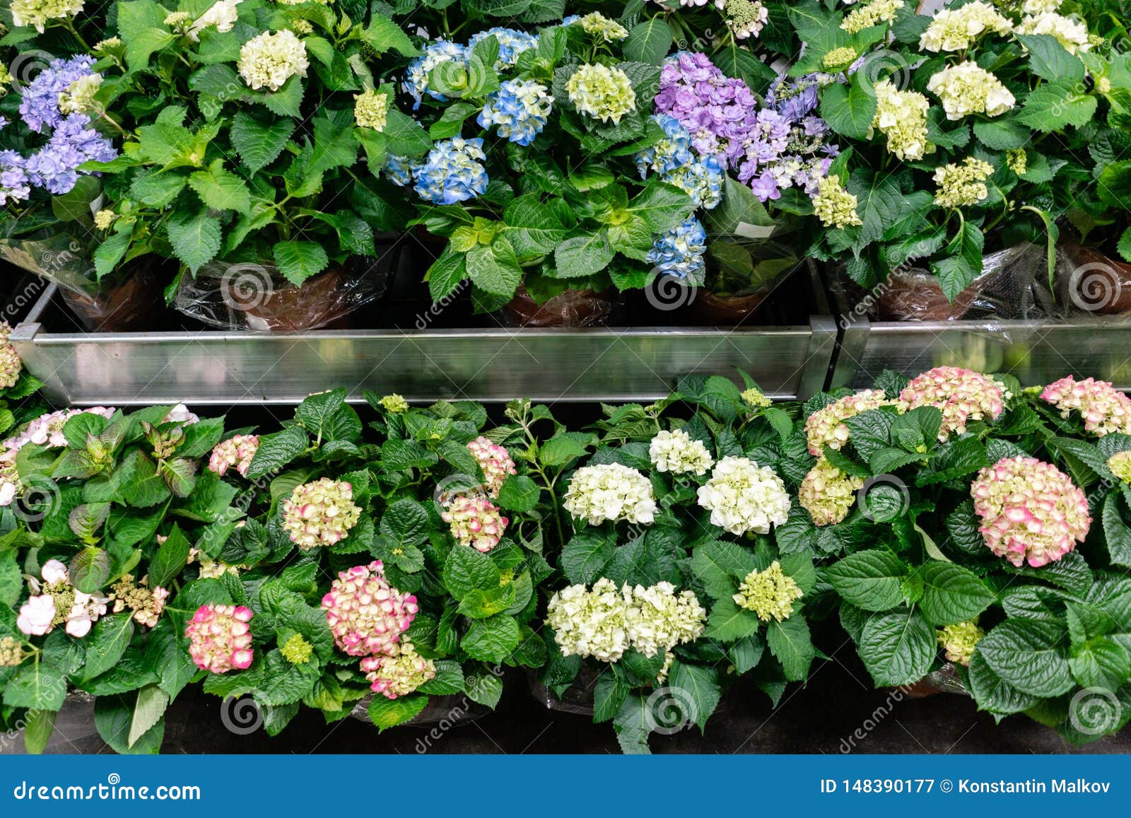 Many Different Plants In Flower Pots In Flowers Store Garden