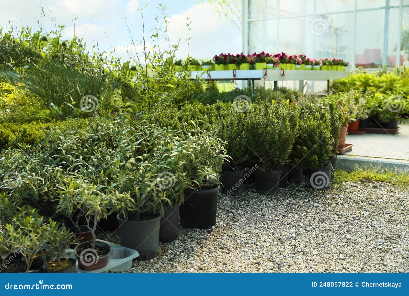 Many Different Potted Plants on Gravel Outdoors Stock Photo Image of