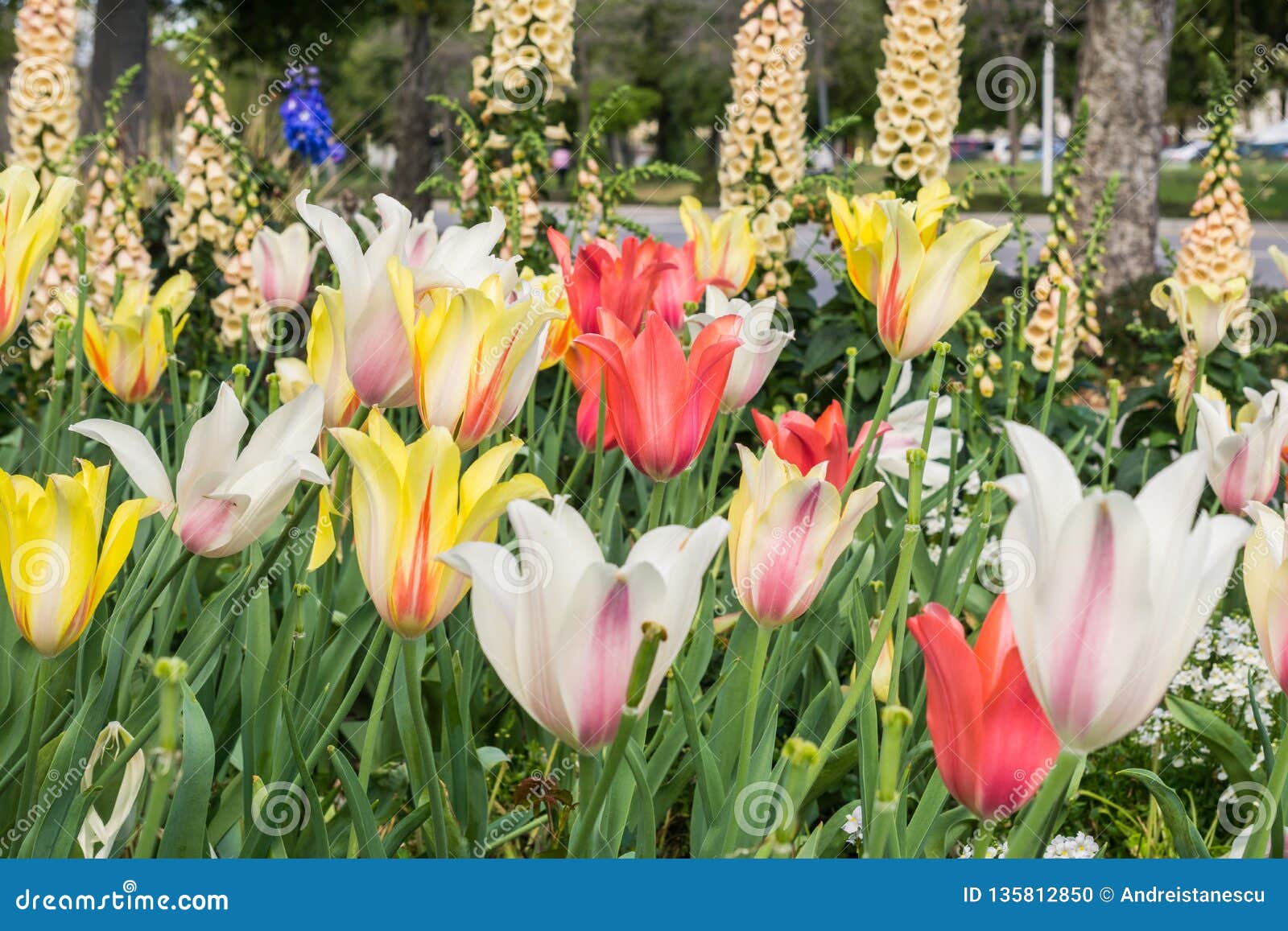 Many Different Varieties of Brightly Colored Tulips, California Stock