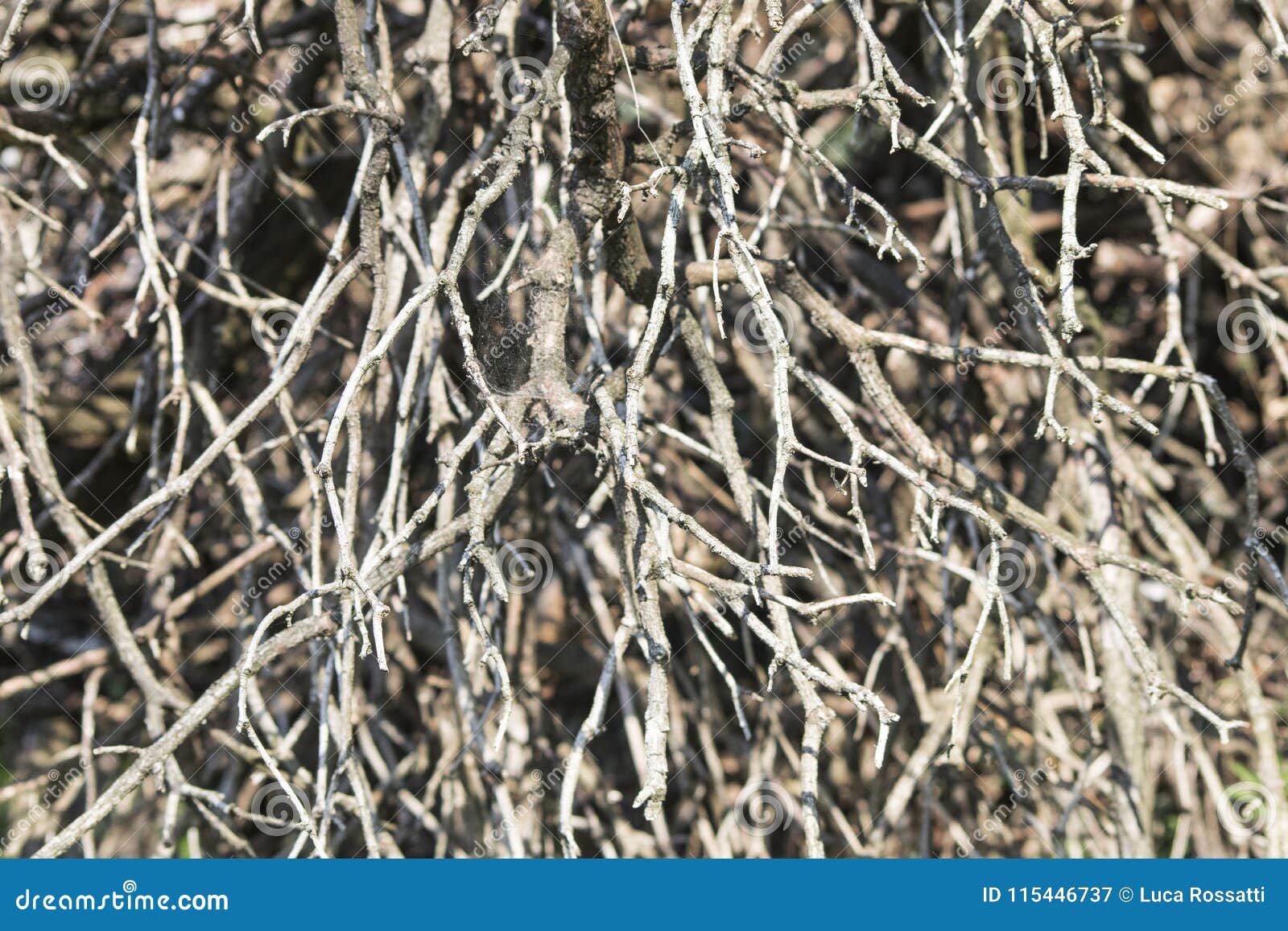 Many Dried Branches in a Background Composition Stock Image Image of