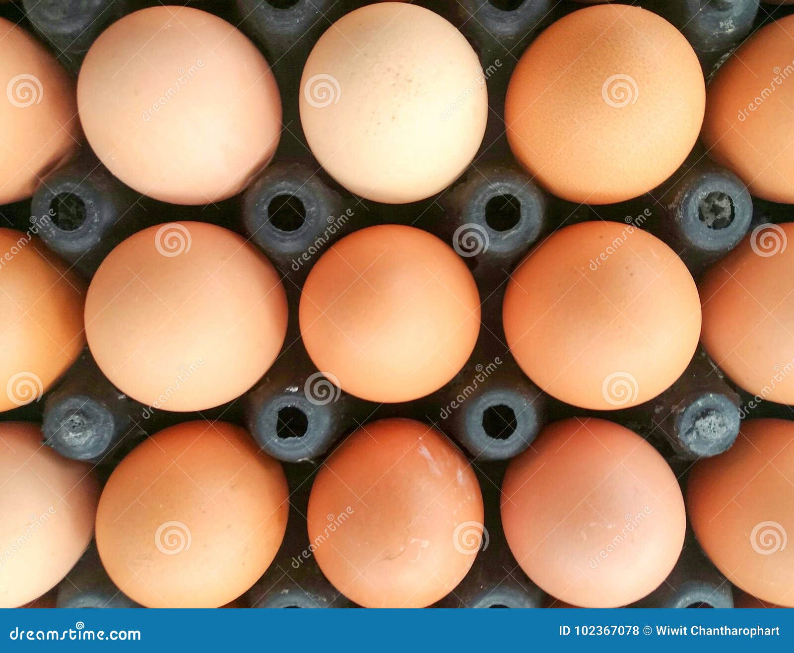 Many of the Eggs in the Black Egg Panel Stock Photo Image of