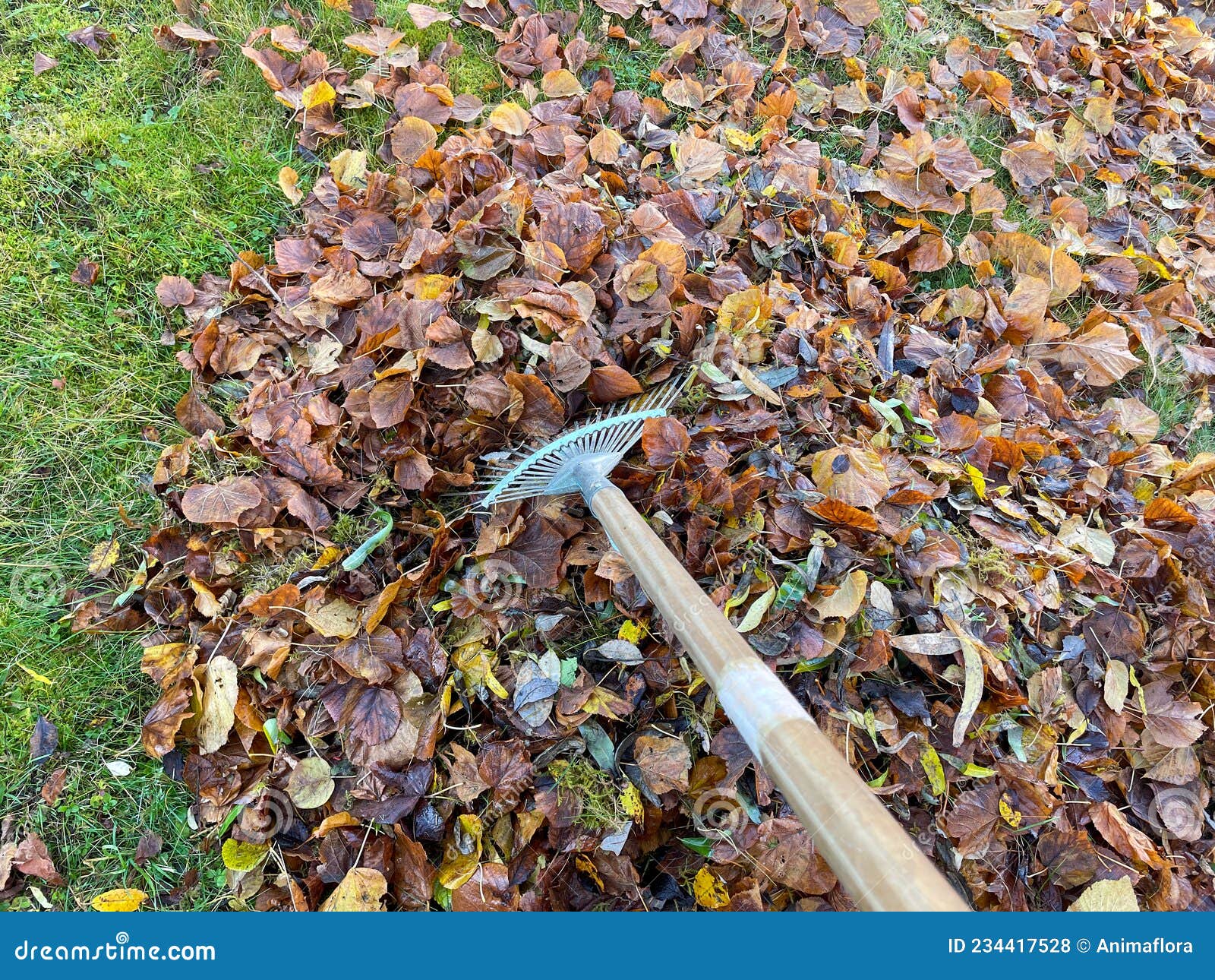 Many Fall Leaves in the Garden with Leaf Broom Stock Photo - Image of ...