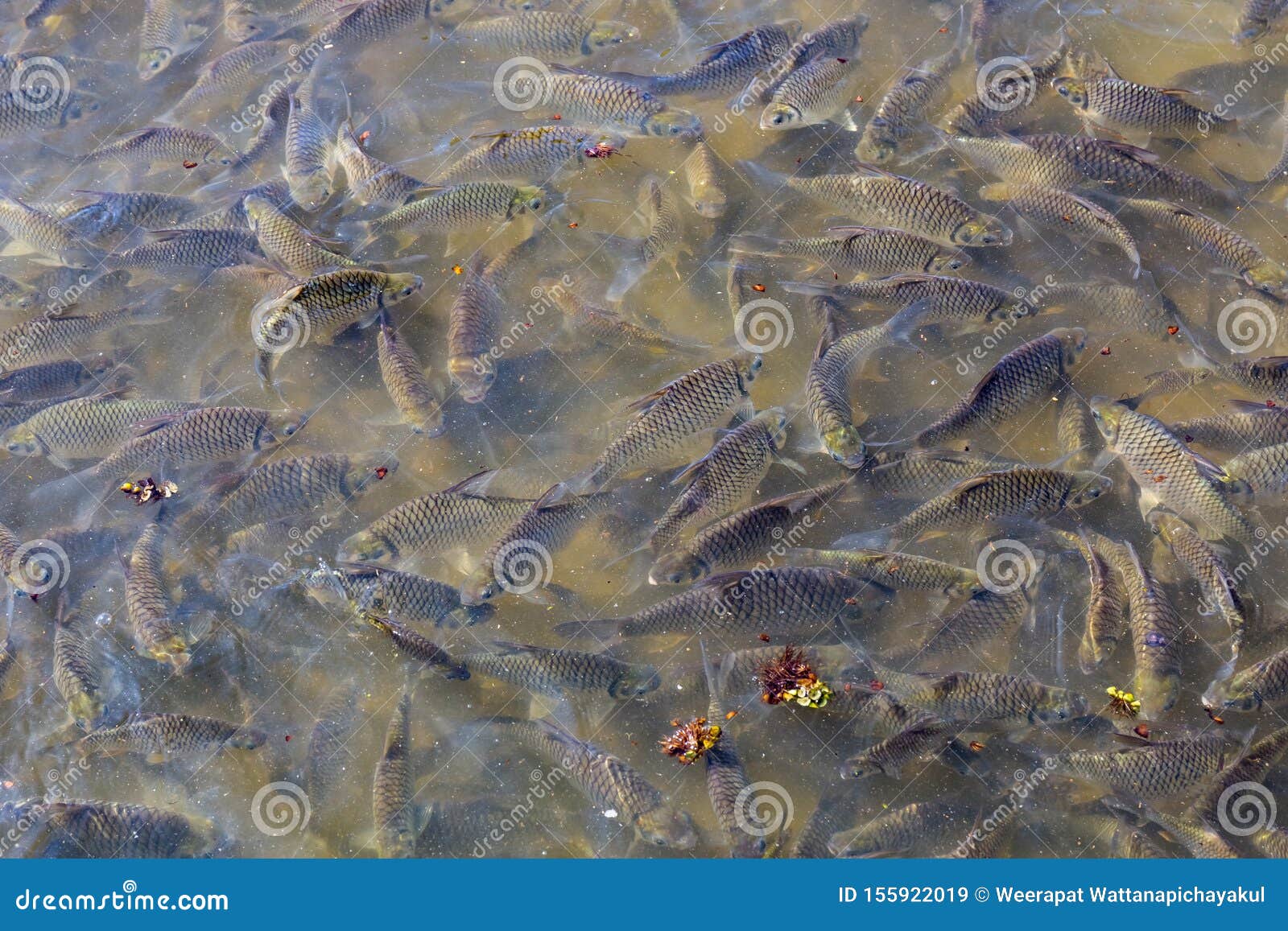 Many Fish on the Bank of Phayao Lake Stock Image - Image of coming